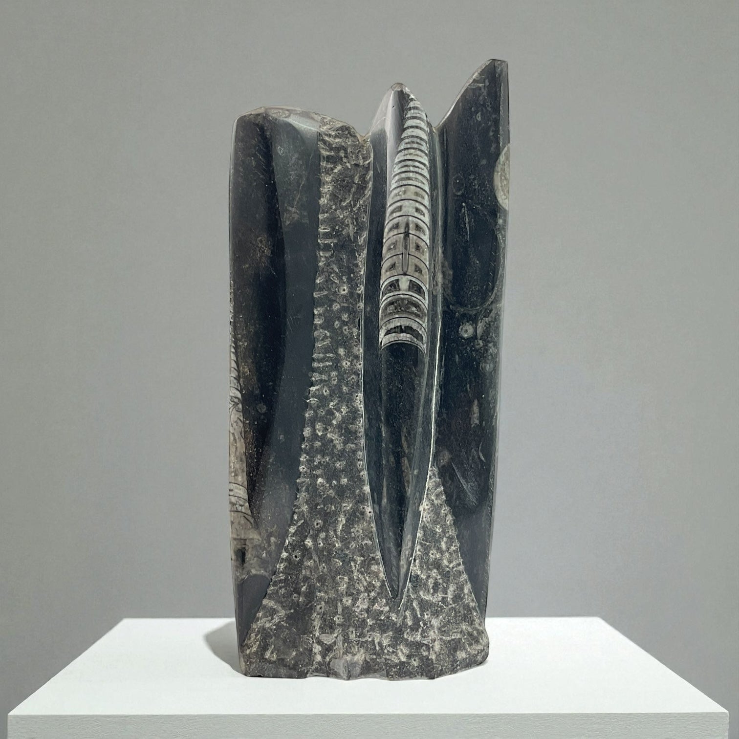 Orthoceras