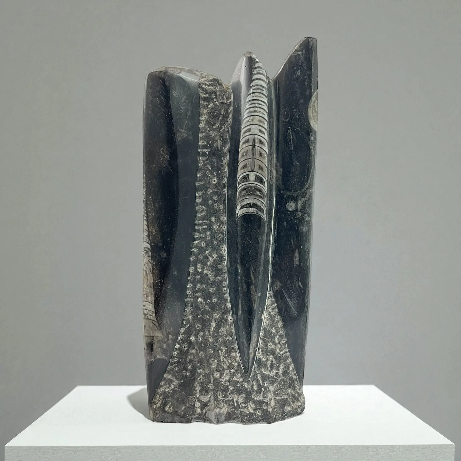 Orthoceras