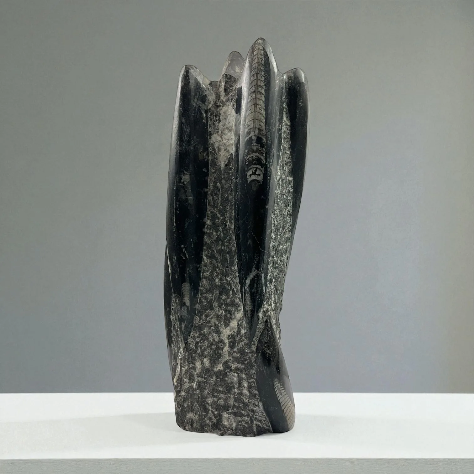 Orthoceras