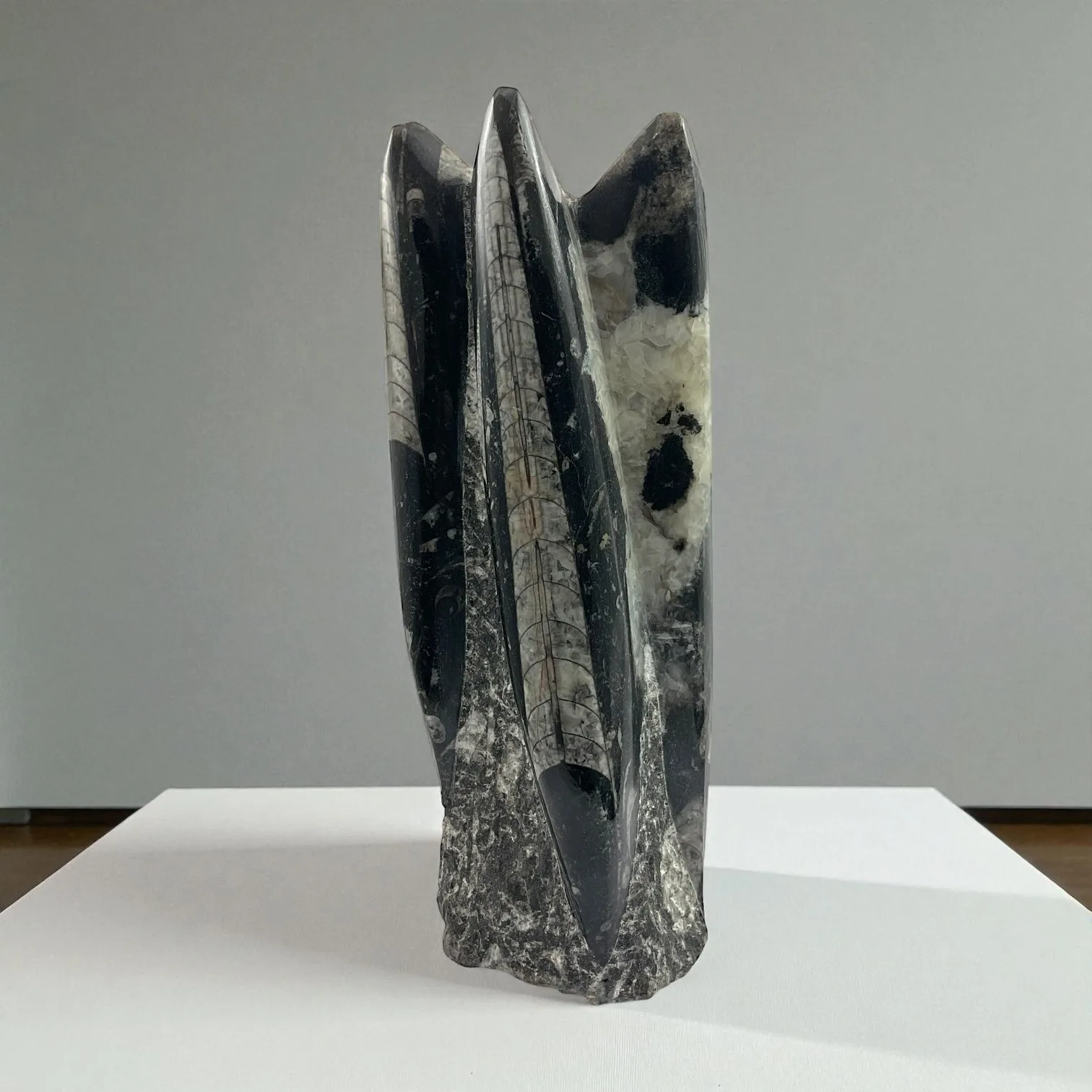 Orthoceras