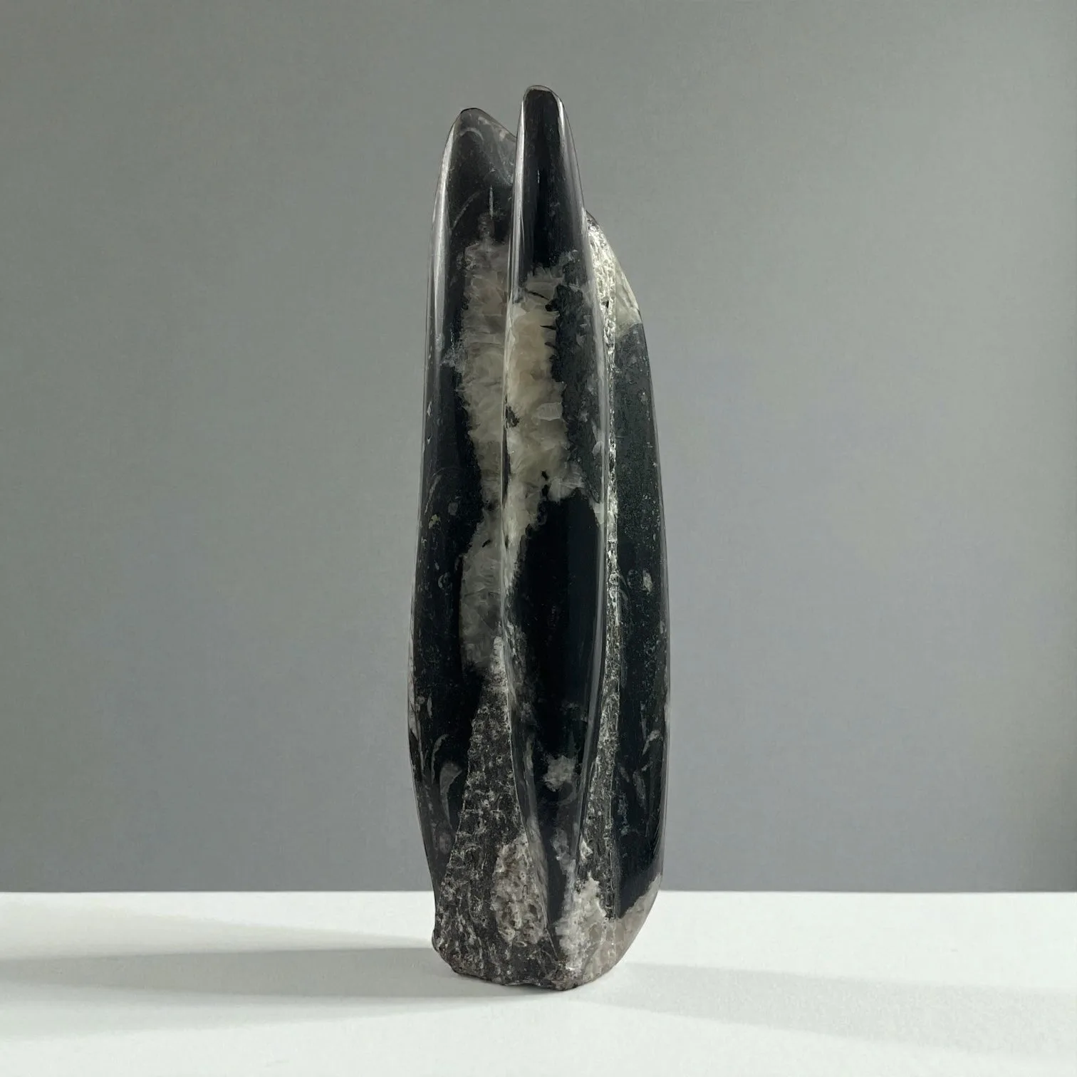 Orthoceras