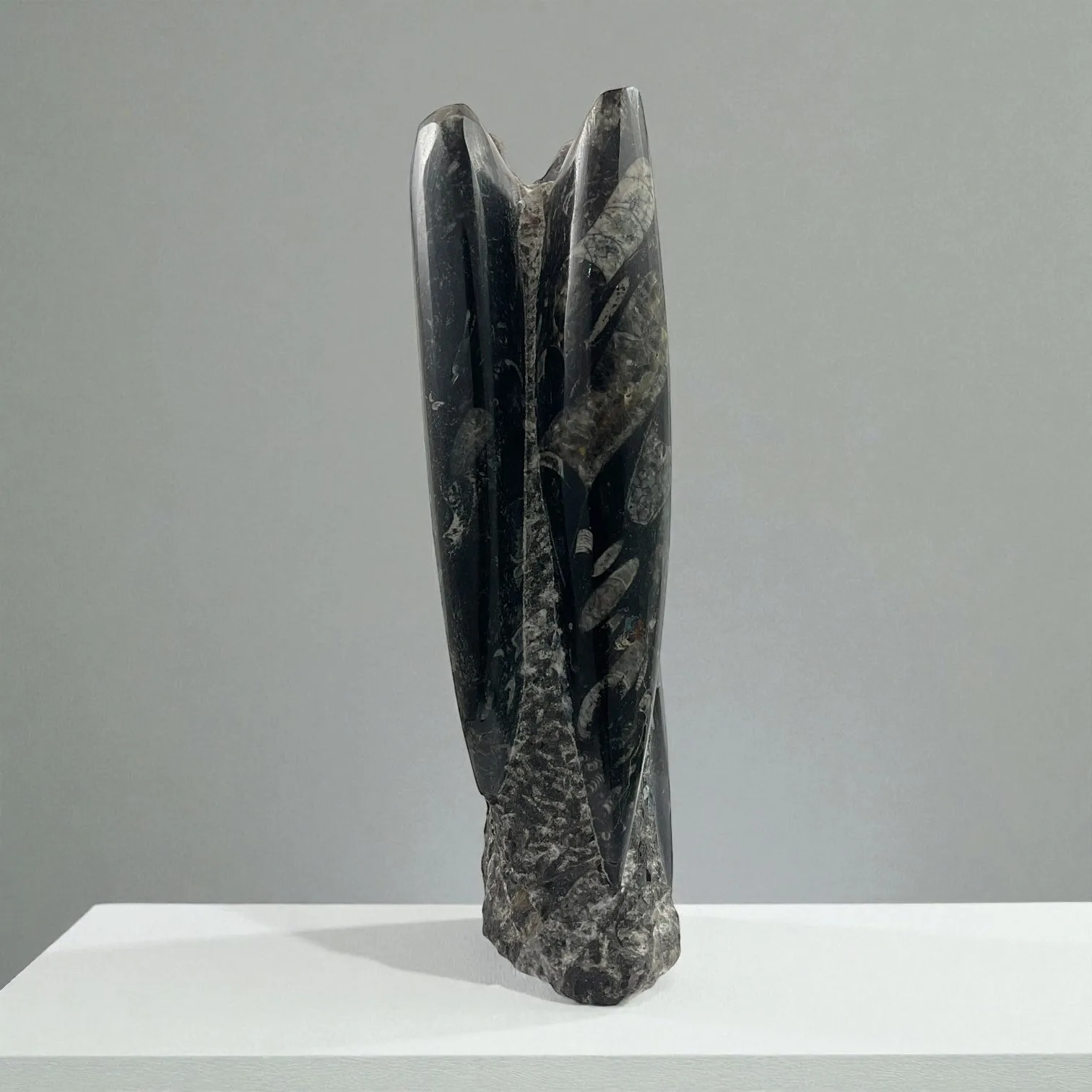 Orthoceras