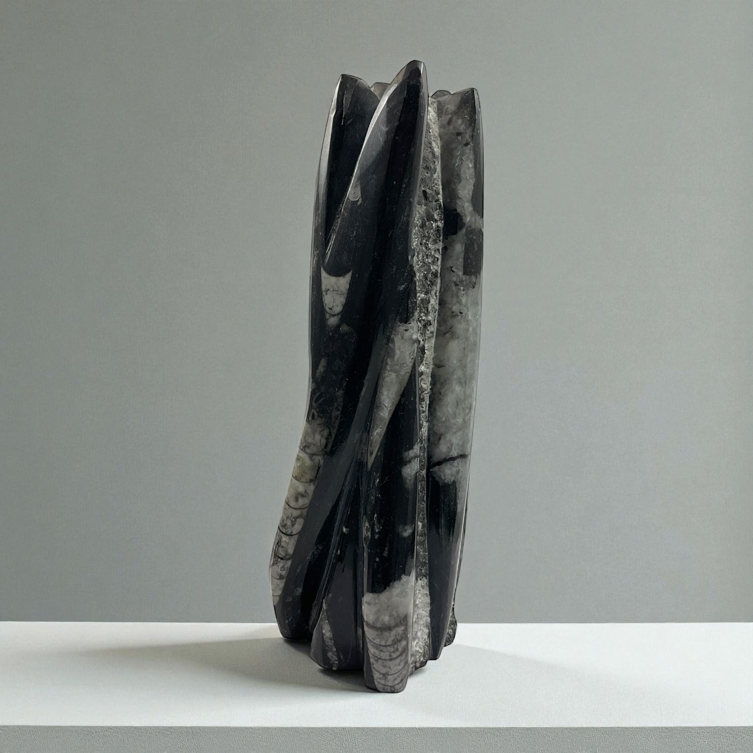 Orthoceras