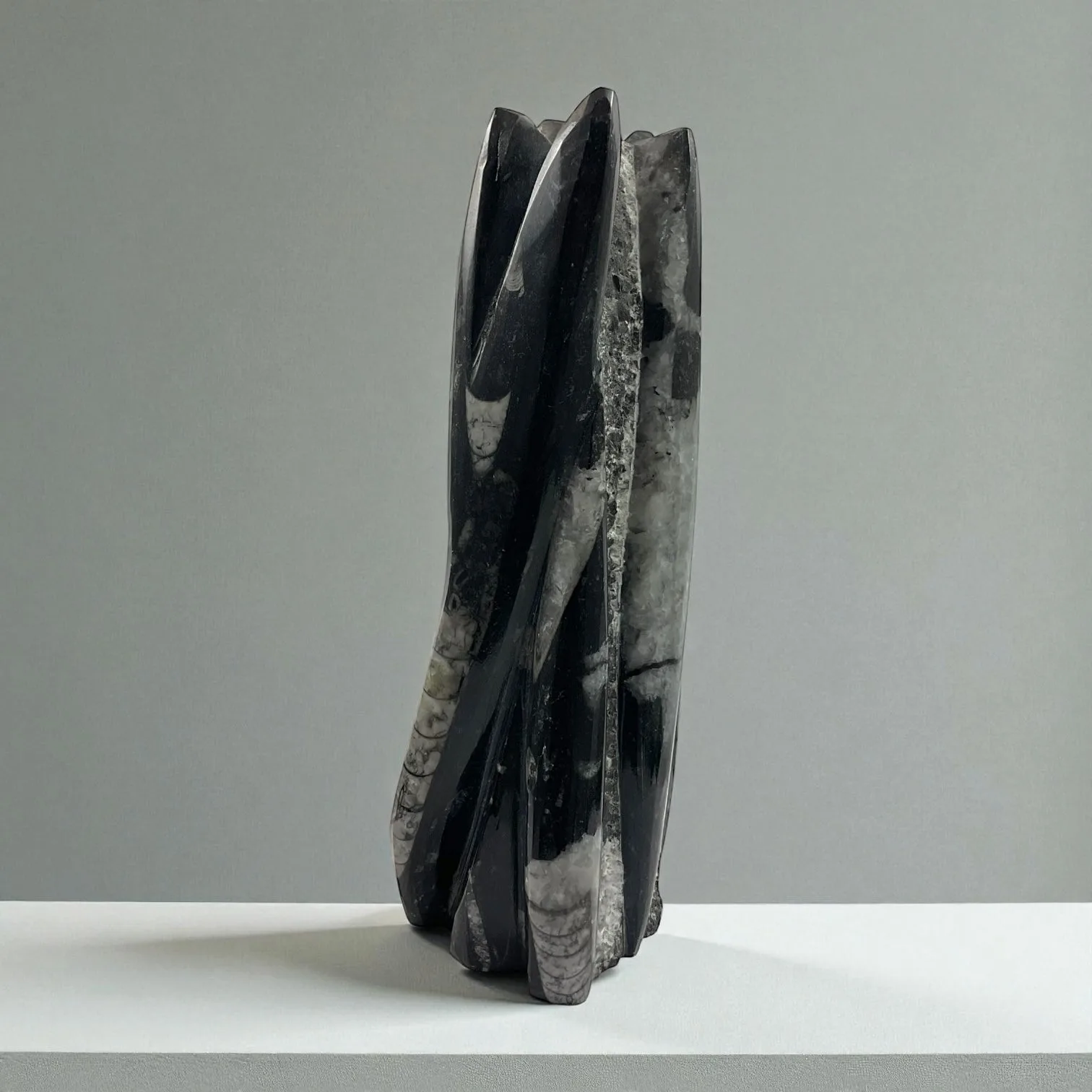 Orthoceras
