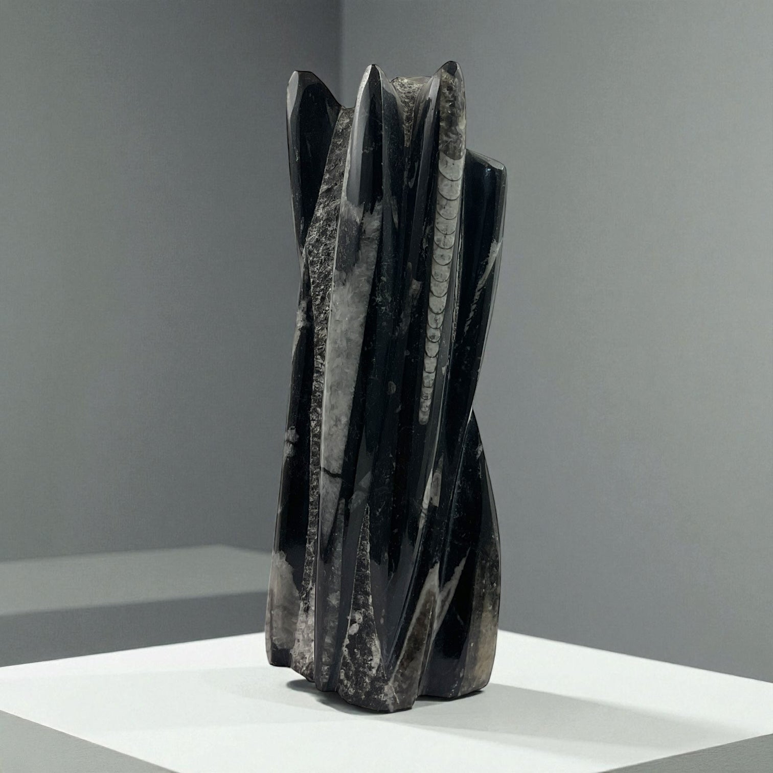 Orthoceras