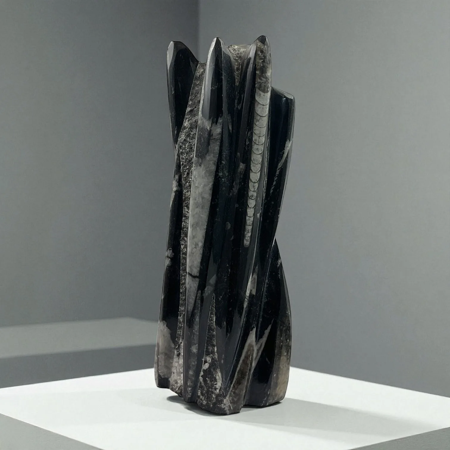 Orthoceras