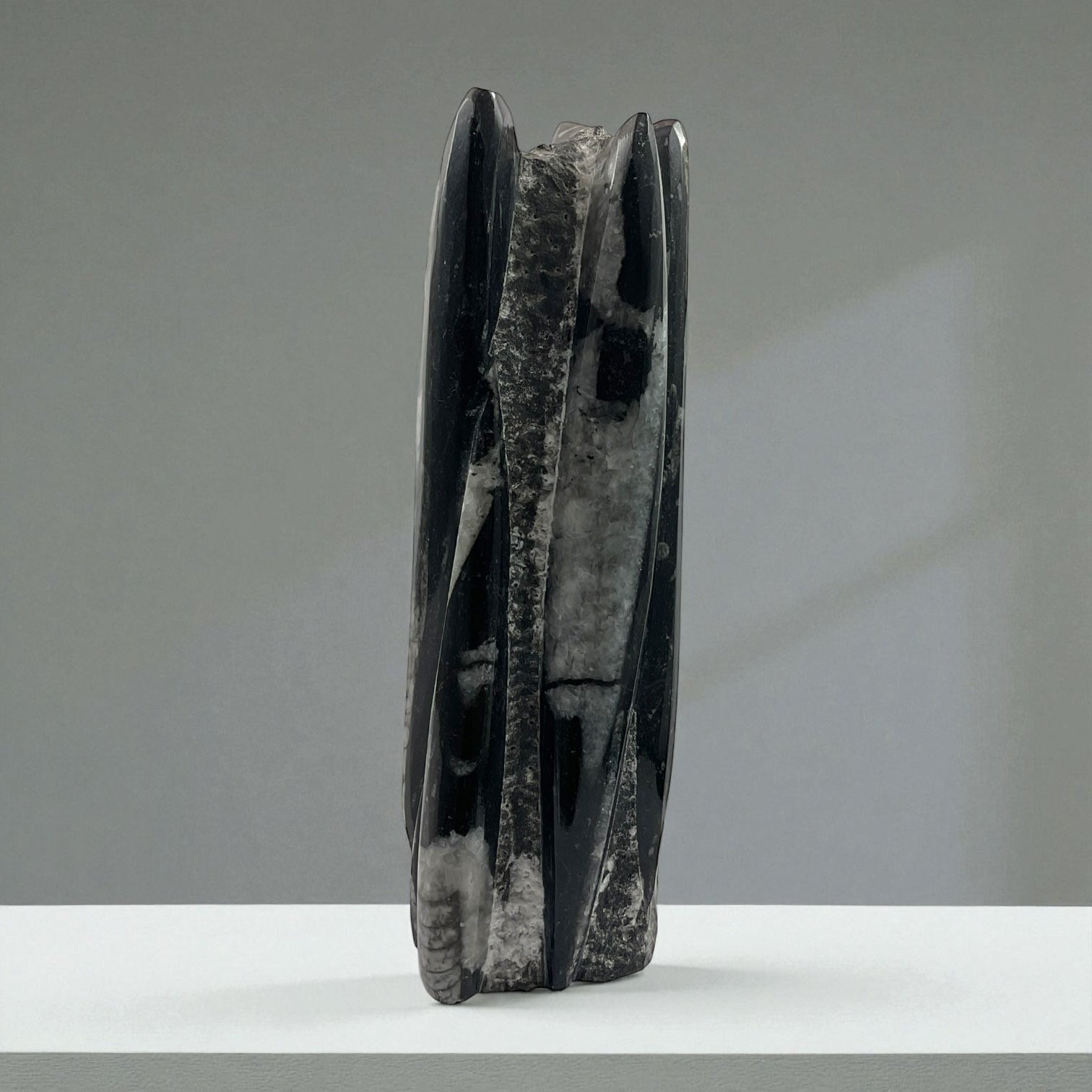 Orthoceras