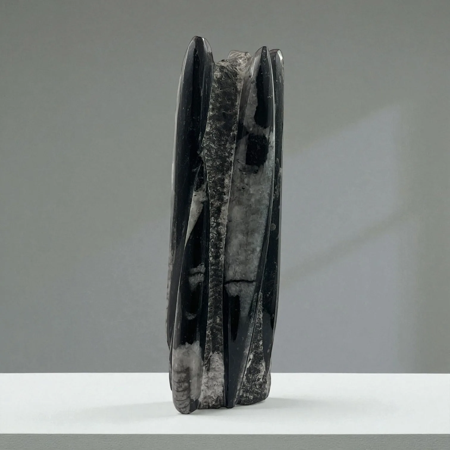 Orthoceras