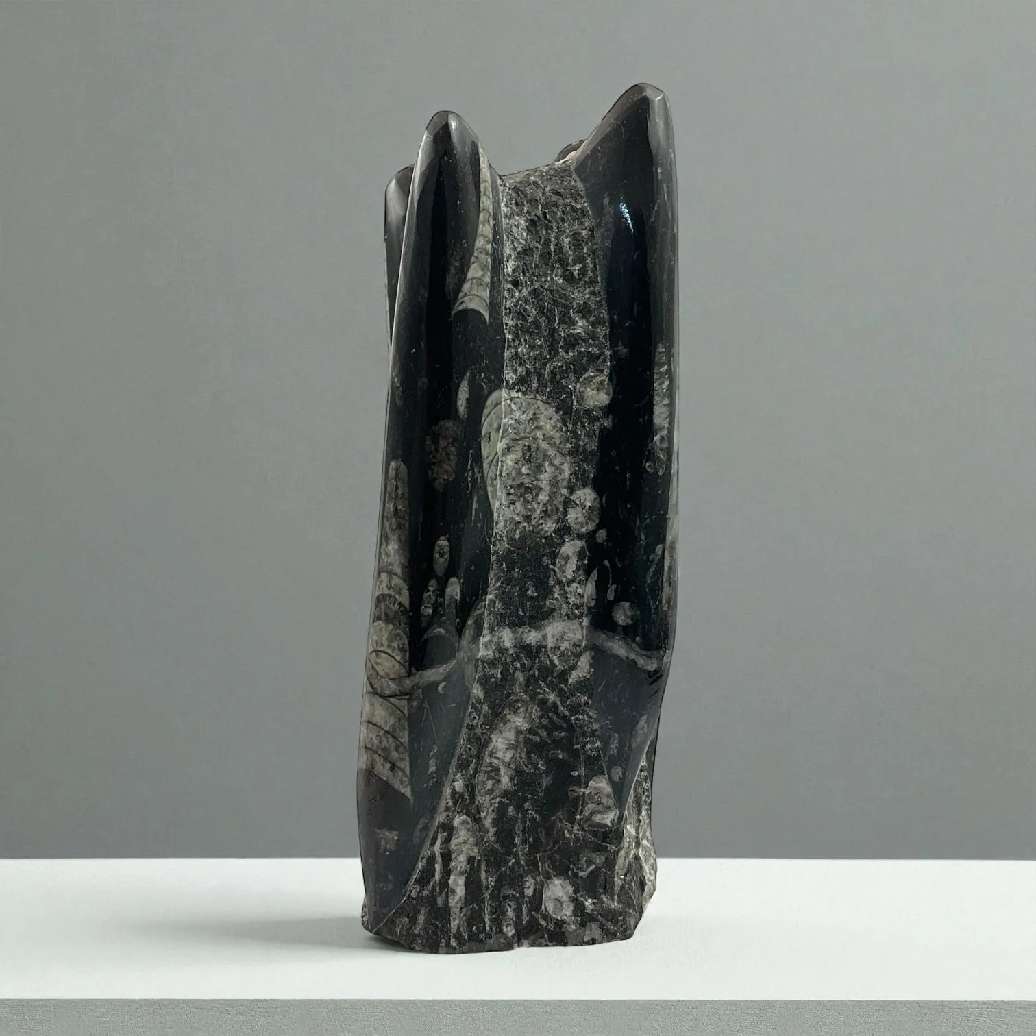 Orthoceras