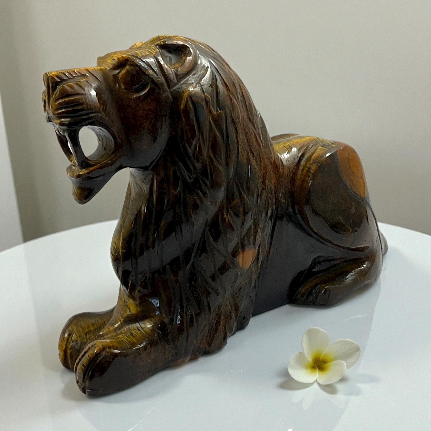 Tiger eye Lion