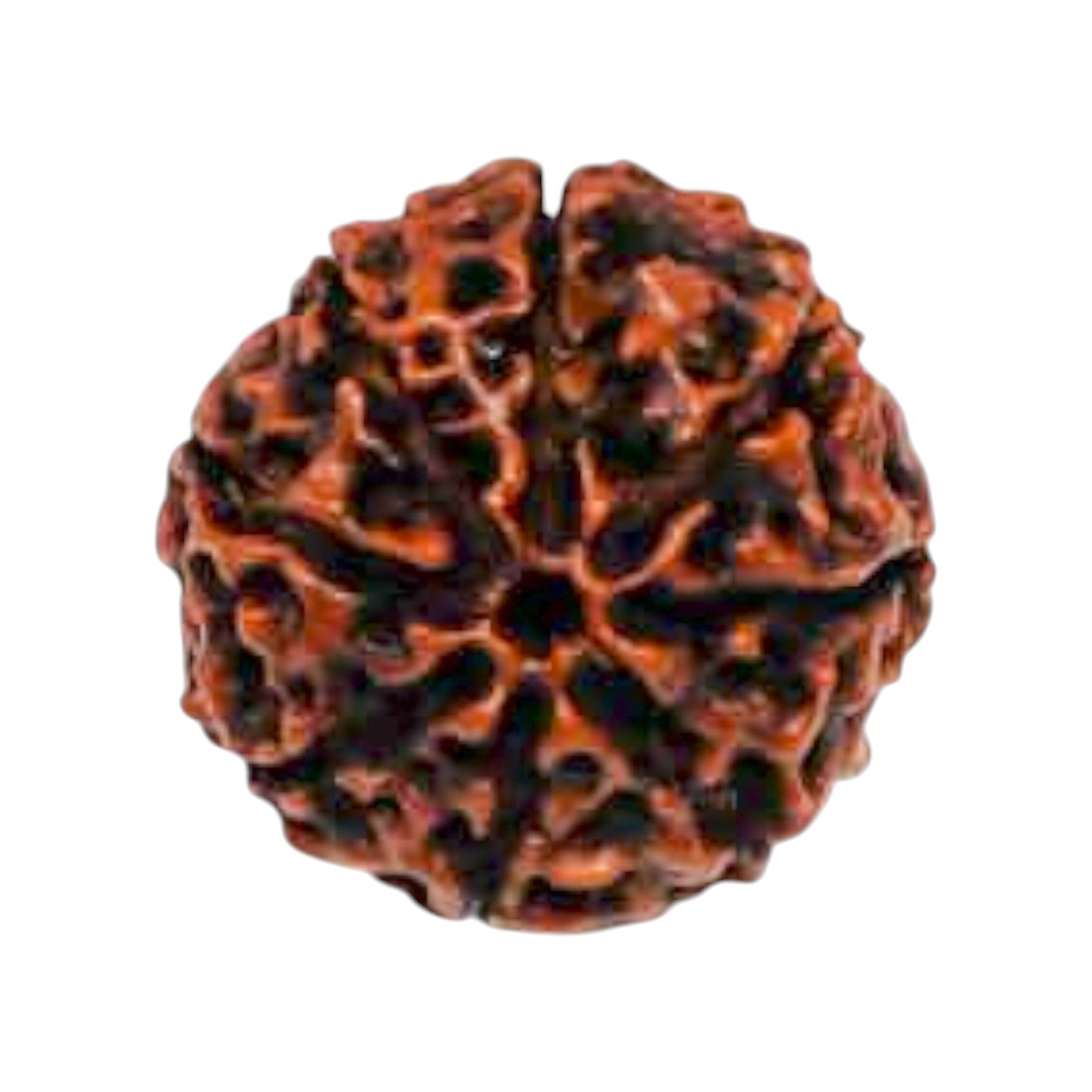 Natural 8 Mukhi Rudraksha