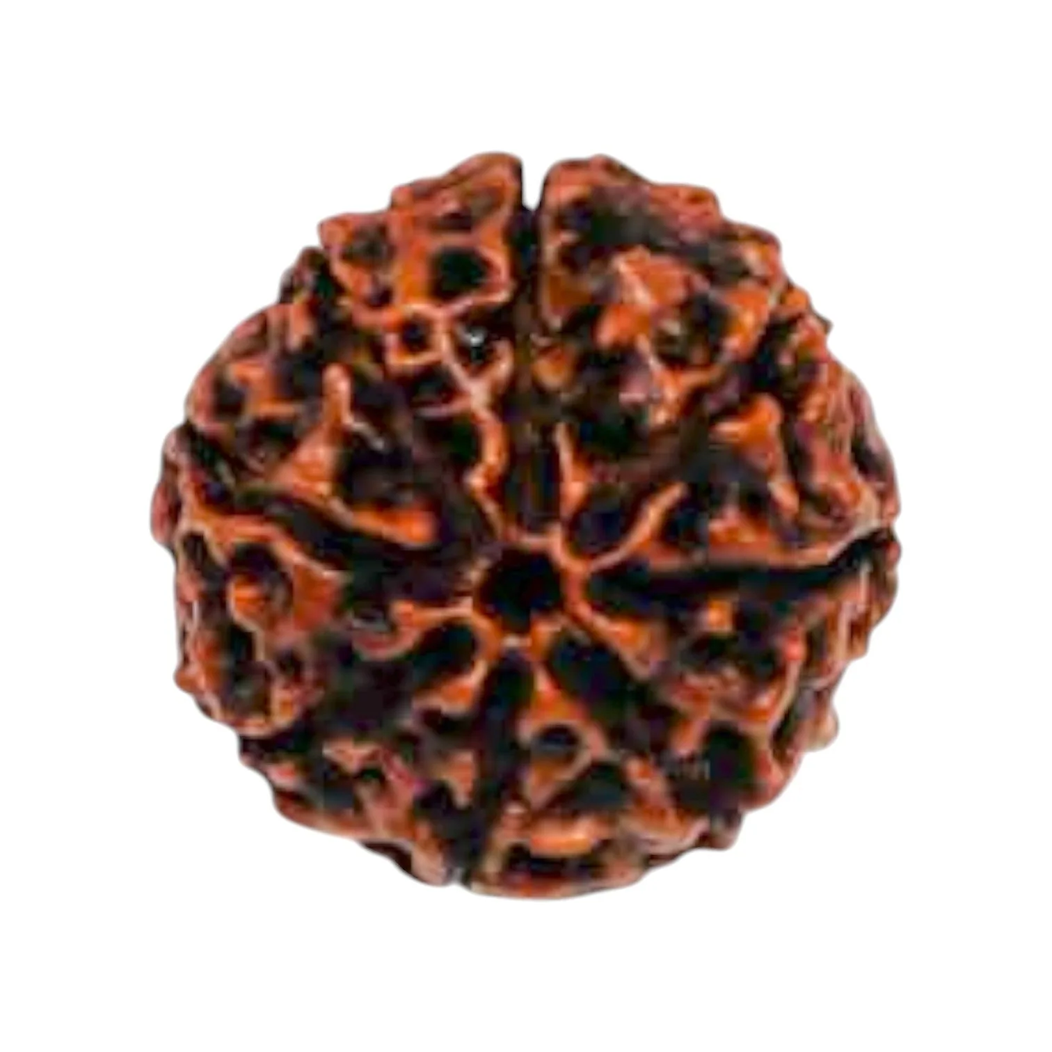 Natural 8 Mukhi Rudraksha