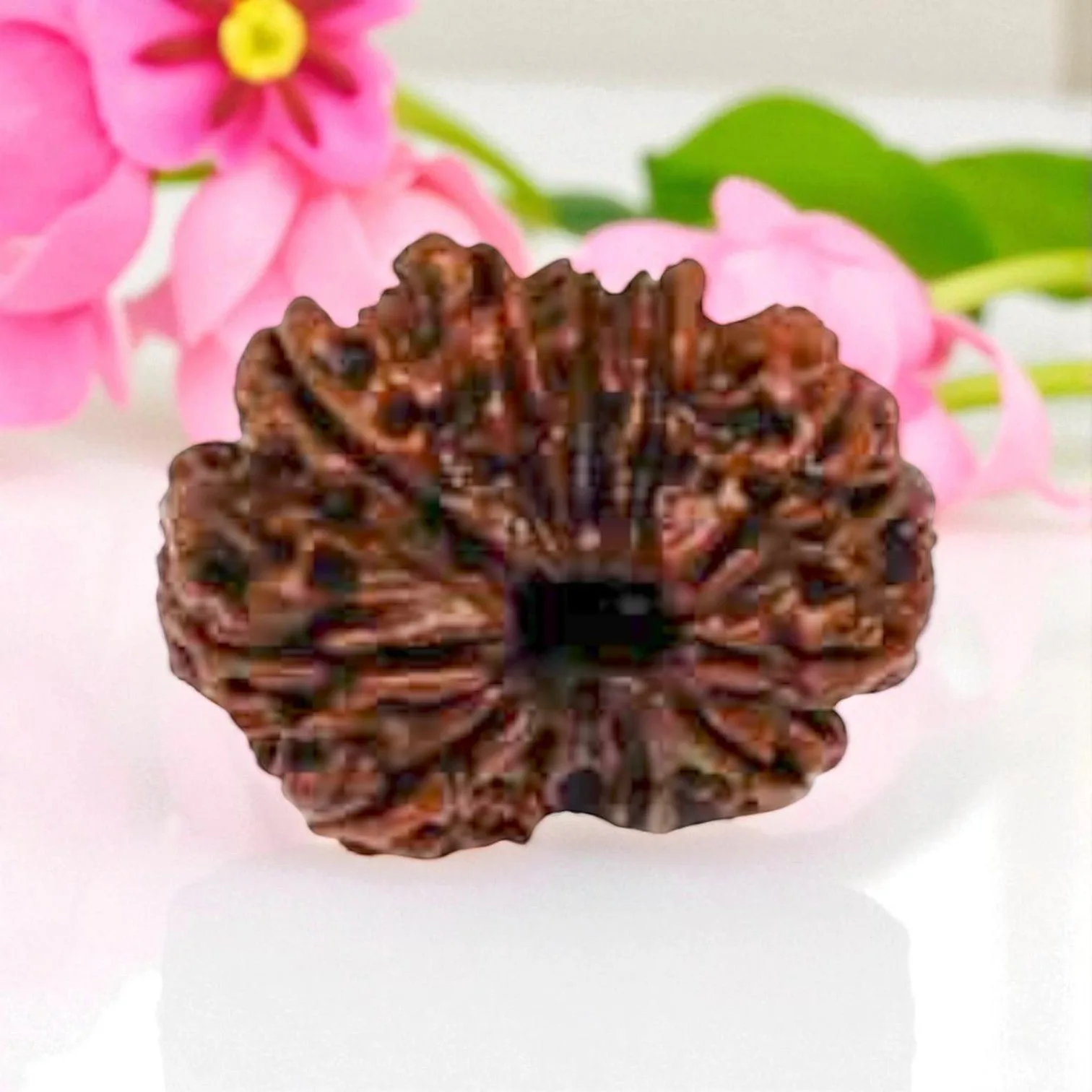 Natural 11 Mukhi Rudraksha
