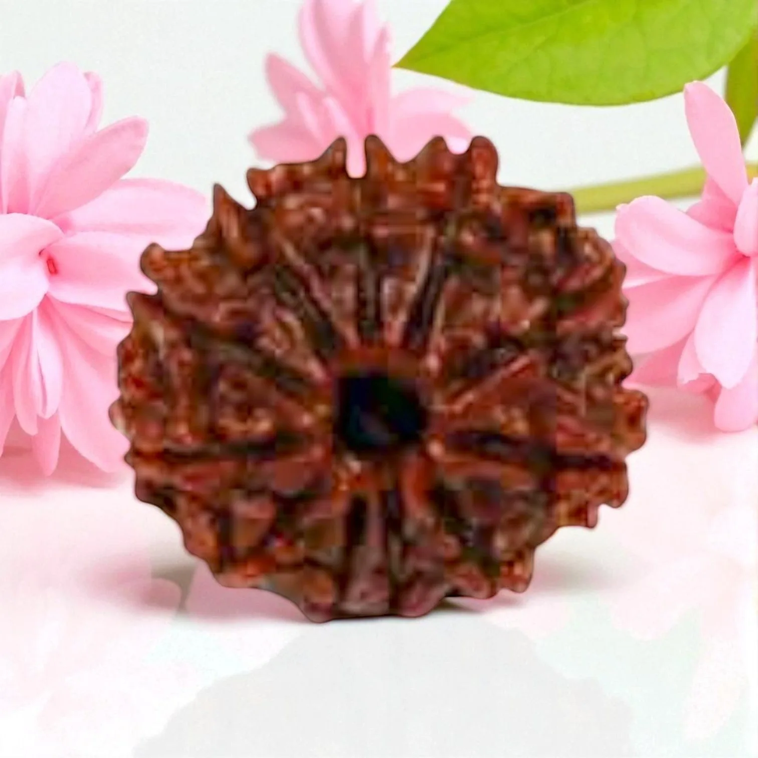 Natural 11 Mukhi Rudraksha