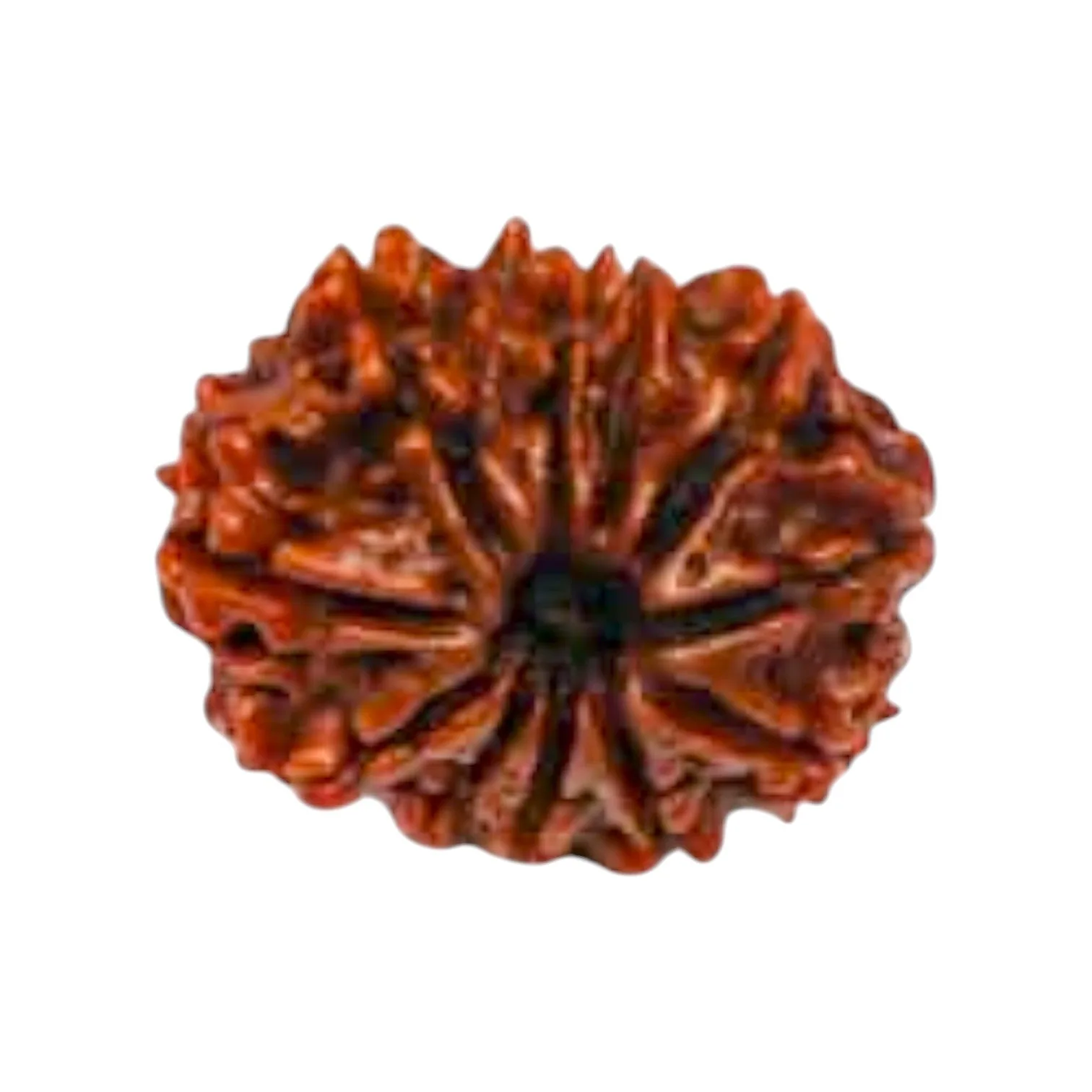 Natural 11 Mukhi Rudraksha