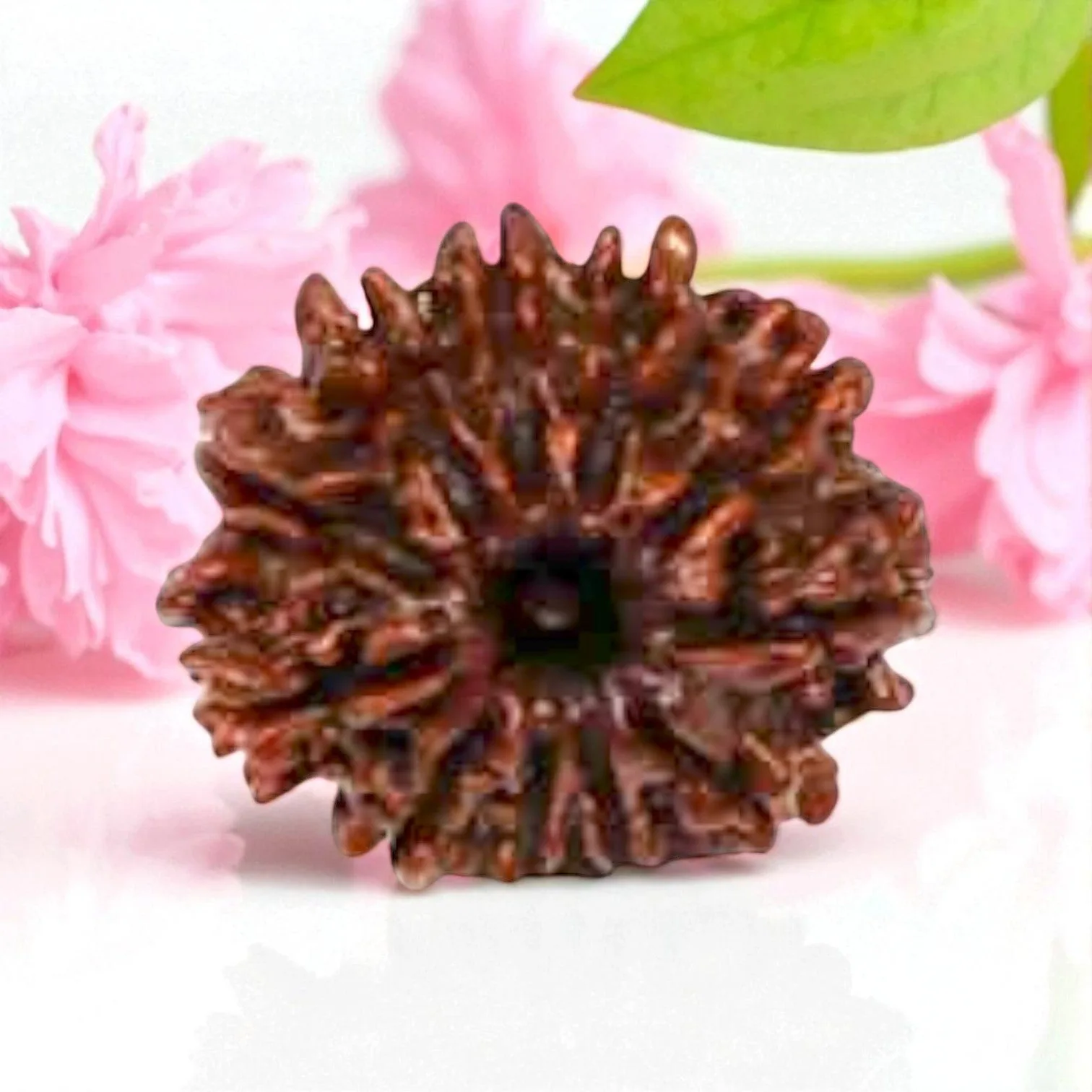 Natural 11 Mukhi Rudraksha