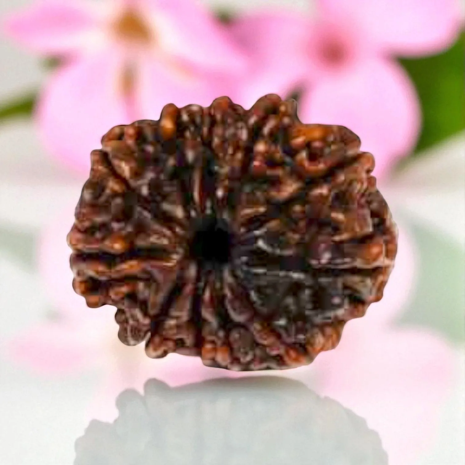 Natural 11 Mukhi Rudraksha