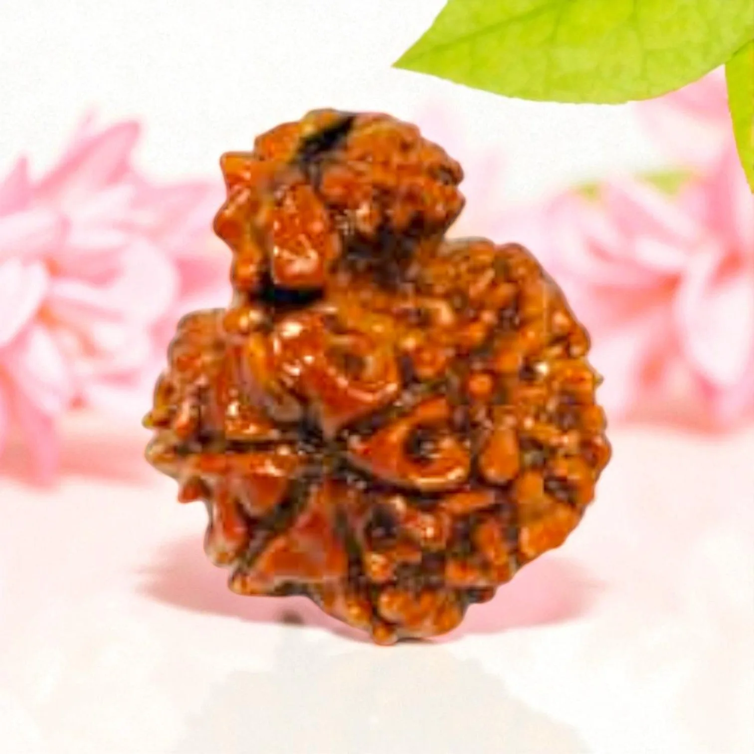 Garbh Gauri Rudraksha