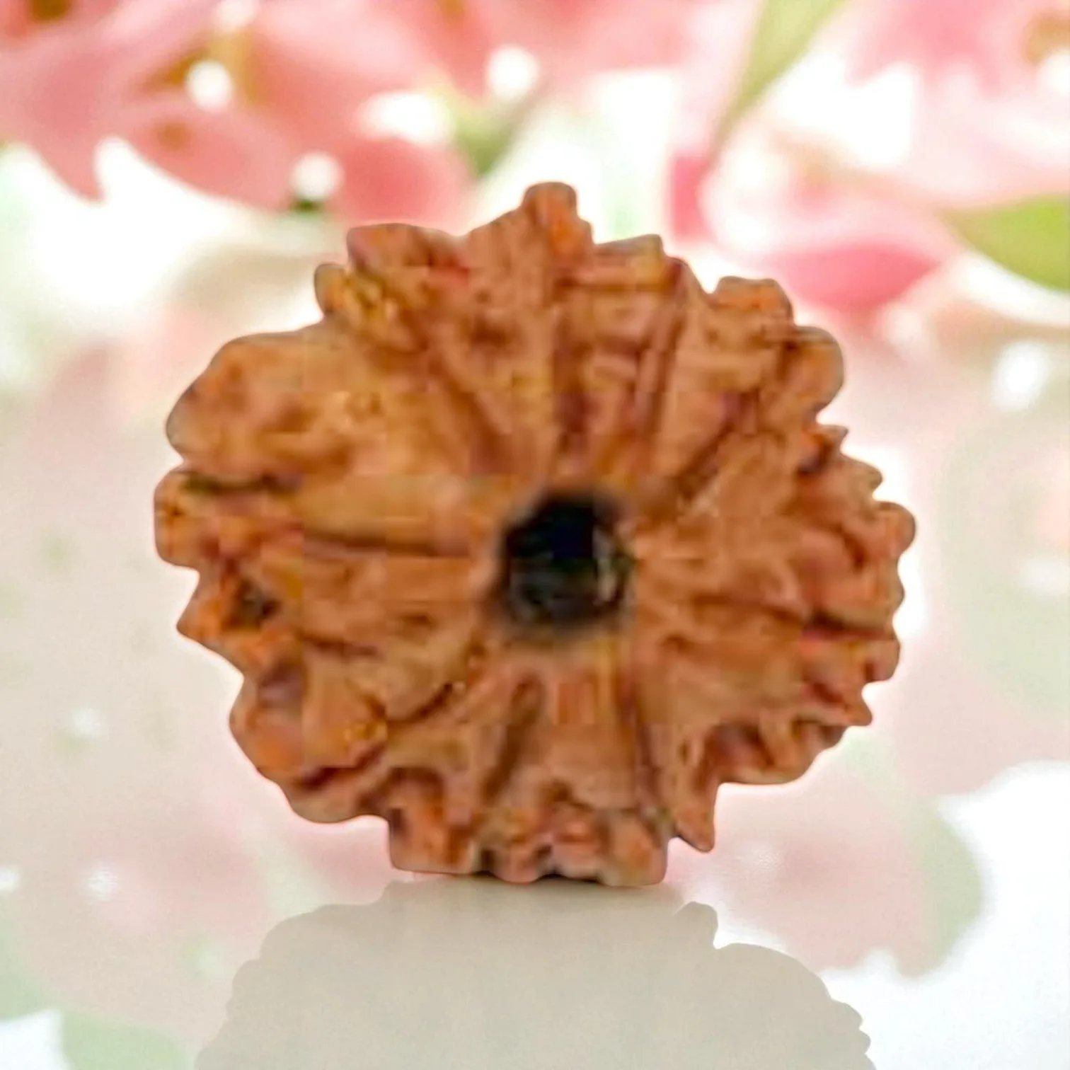 Natural 9 Mukhi Rudraksha