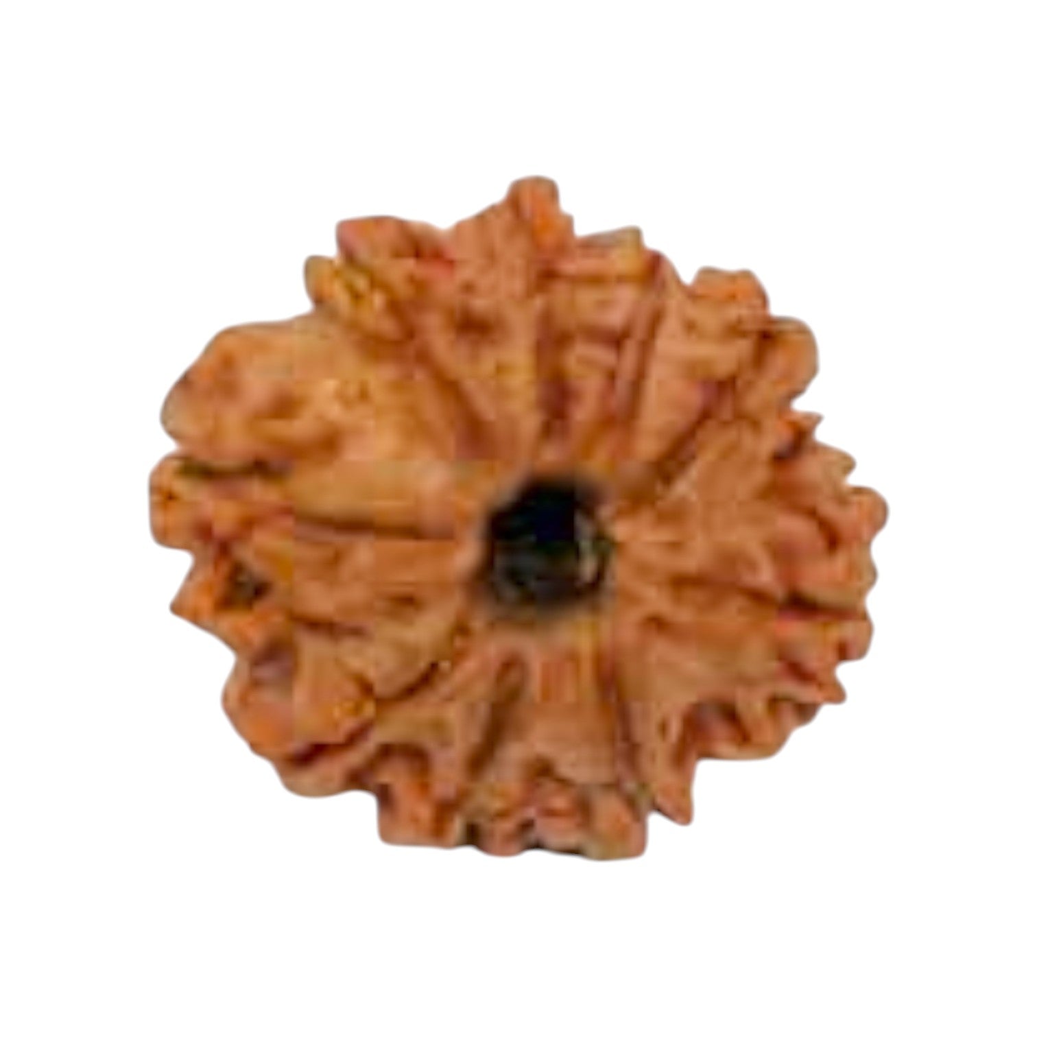 Natural 9 Mukhi Rudraksha