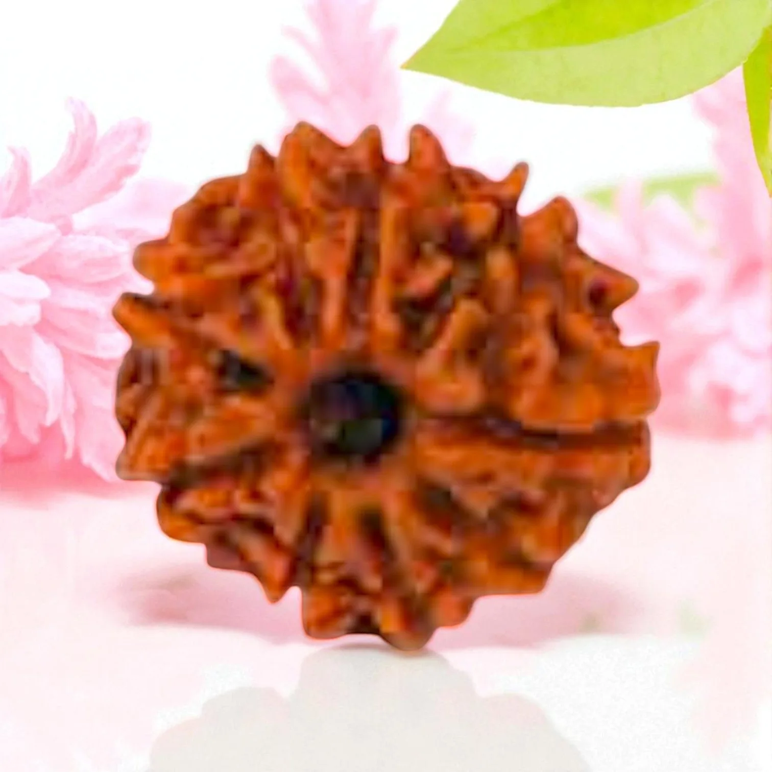 Natural 9 Mukhi Rudraksha