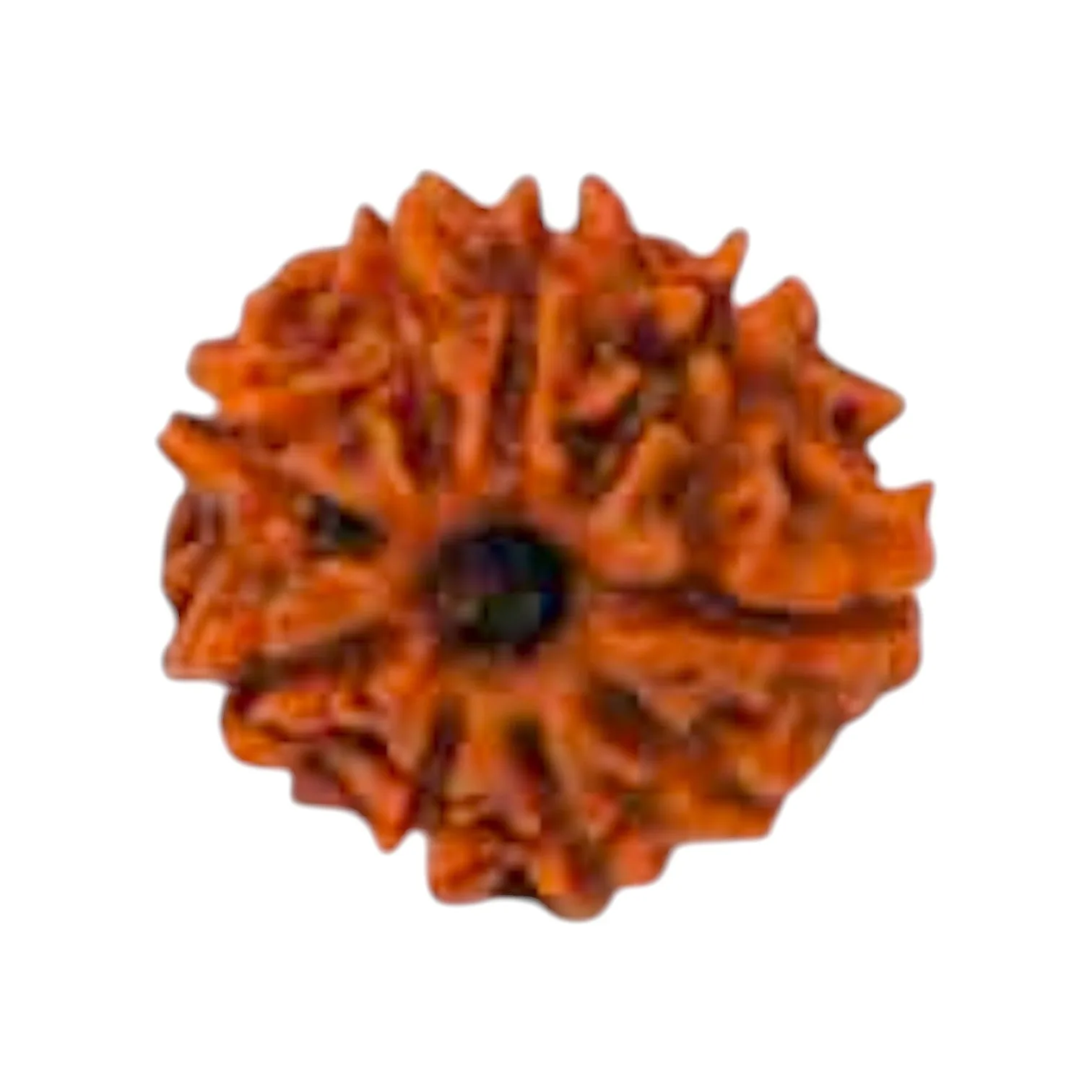 Natural 9 Mukhi Rudraksha
