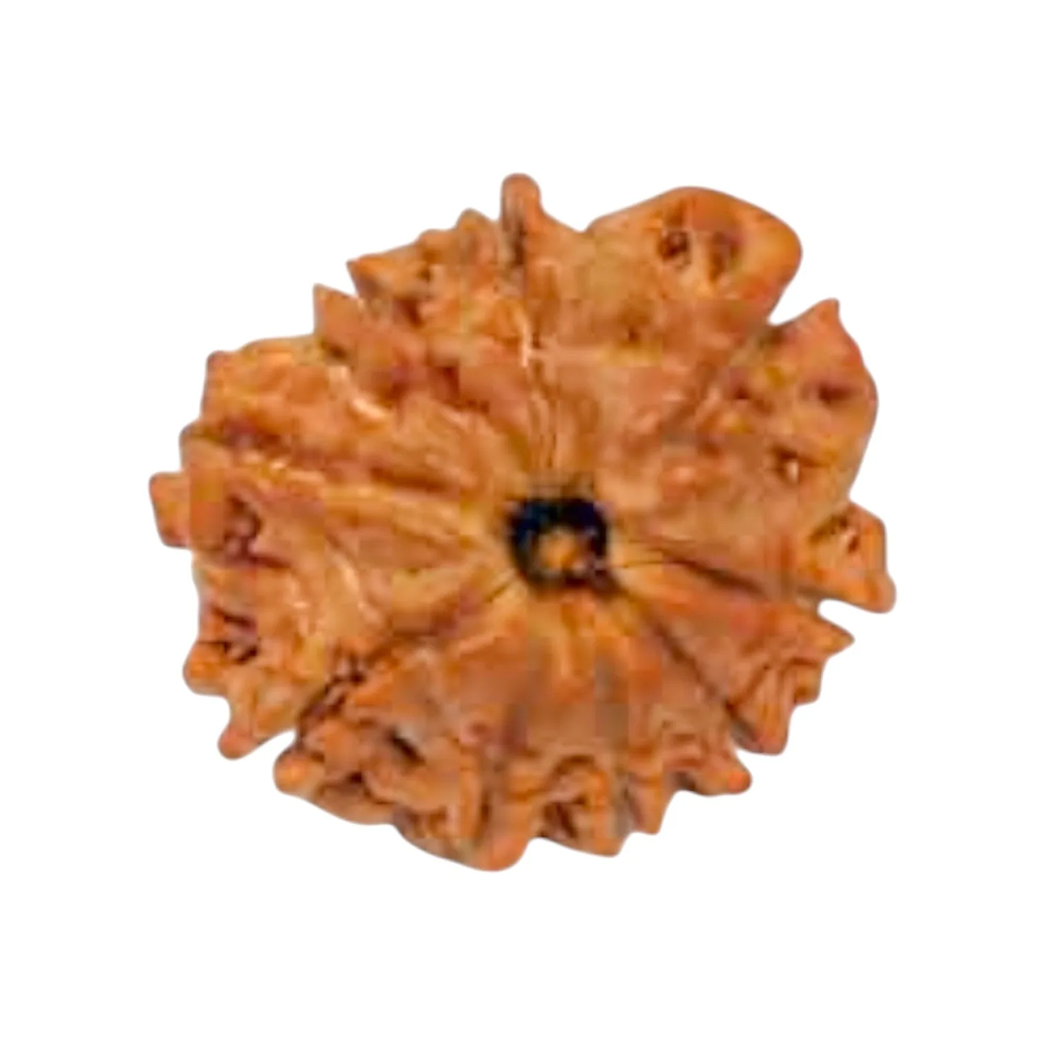 Natural 9 Mukhi Rudraksha