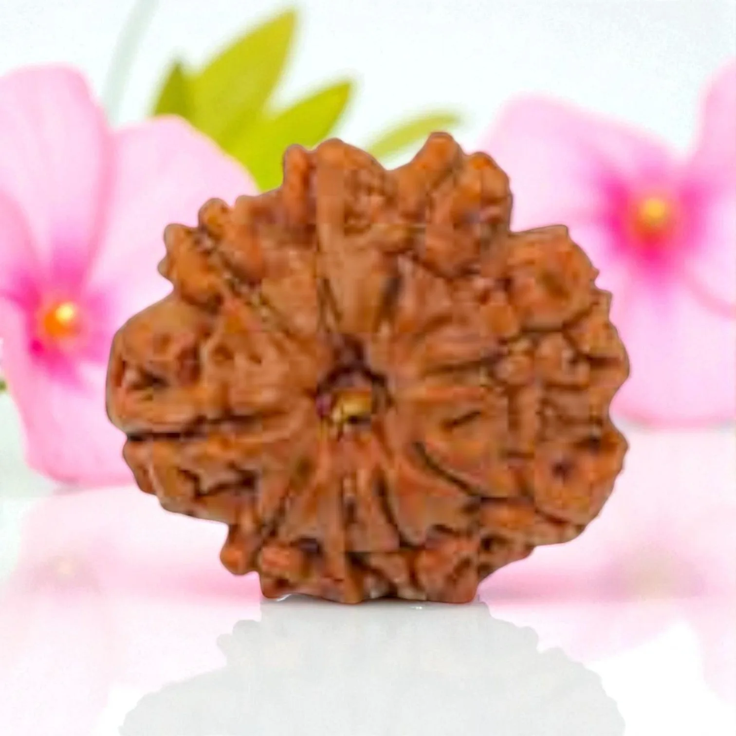Natural 9 Mukhi Rudraksha