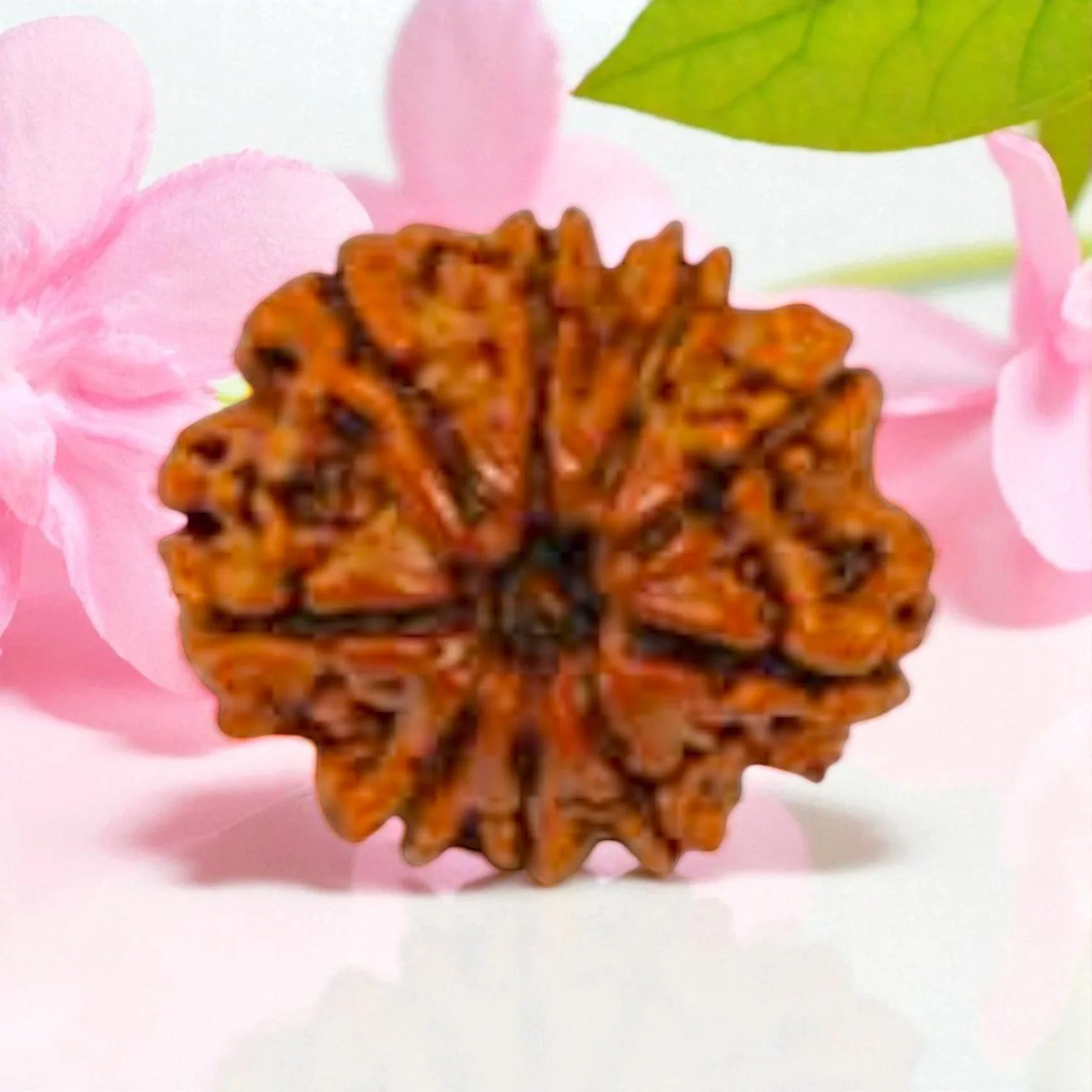 Natural 9 Mukhi Rudraksha