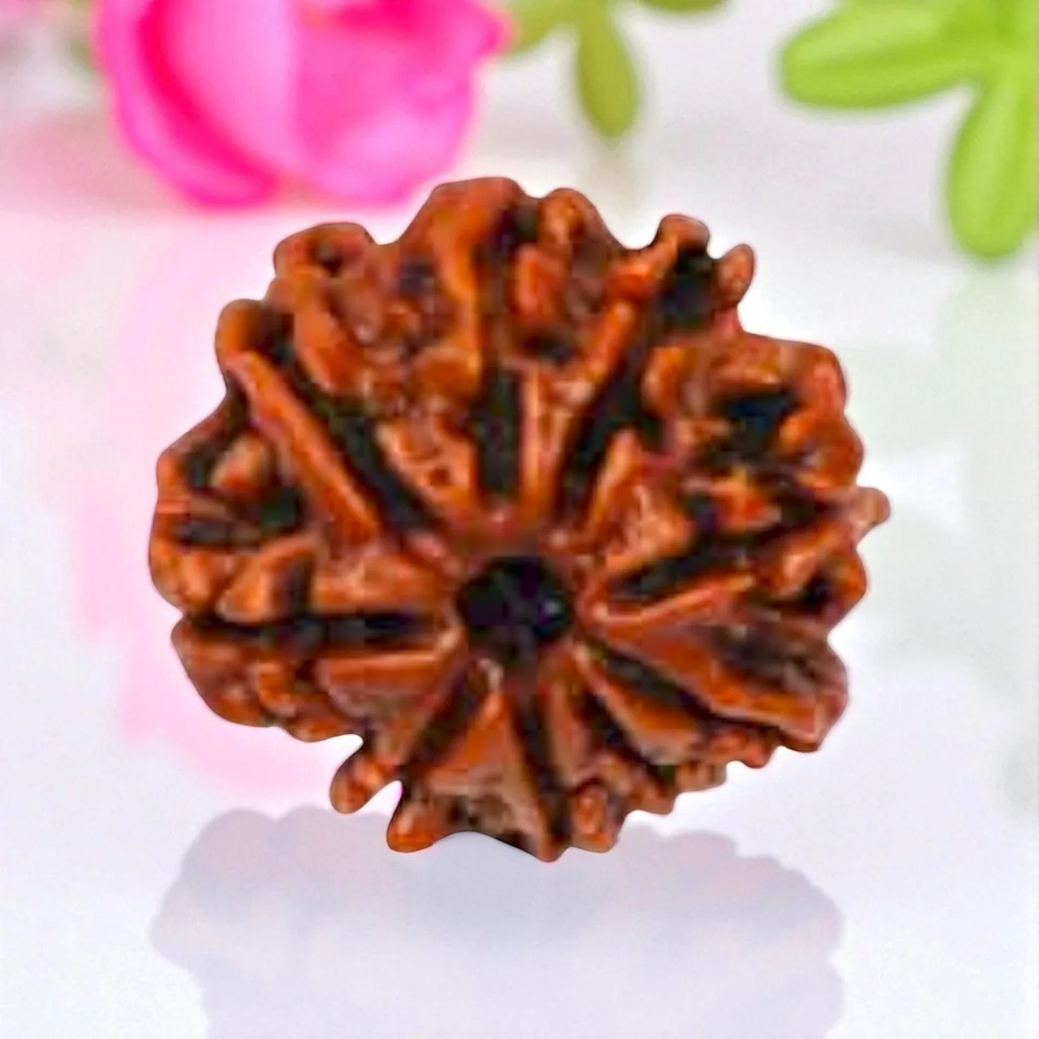 Natural 9 Mukhi Rudraksha