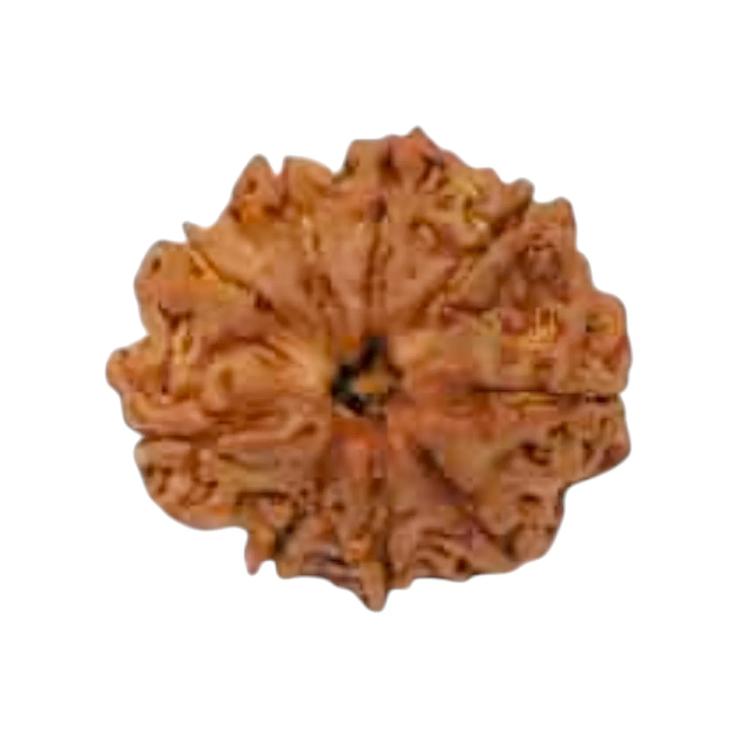 Natural 9 Mukhi Rudraksha