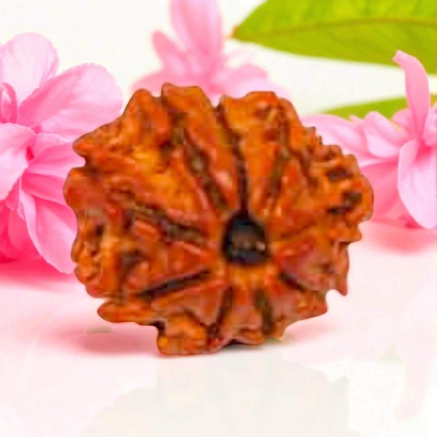 Natural 9 Mukhi Rudraksha