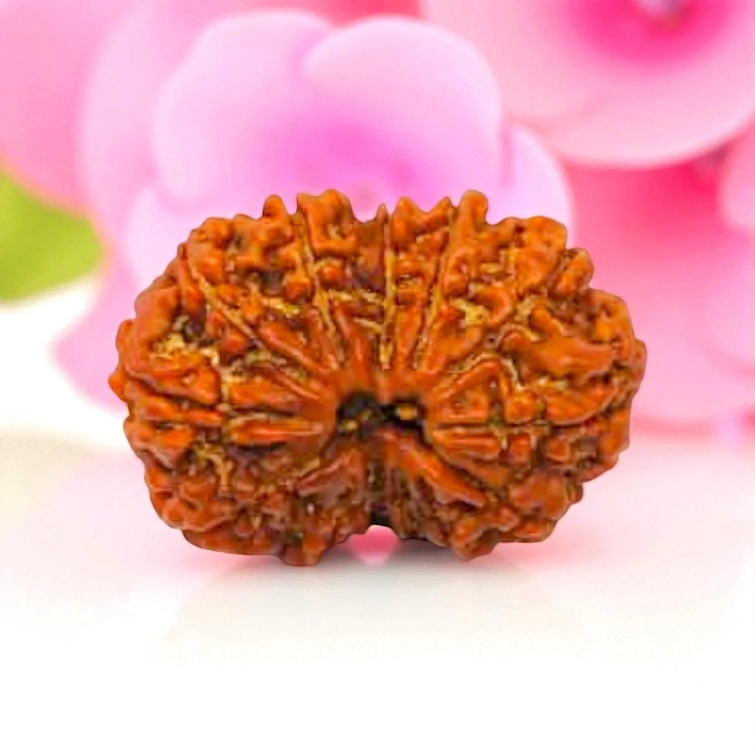 Gauri Shankar Rudraksha