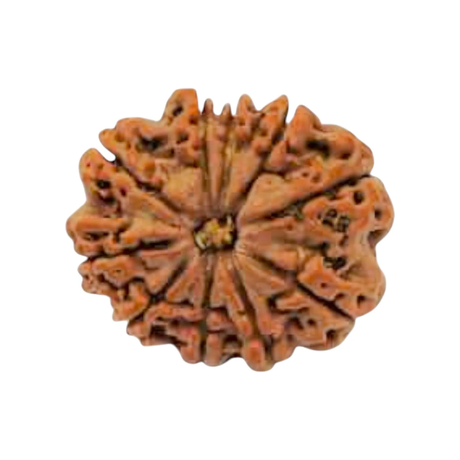 Natural 10 Mukhi Rudraksha