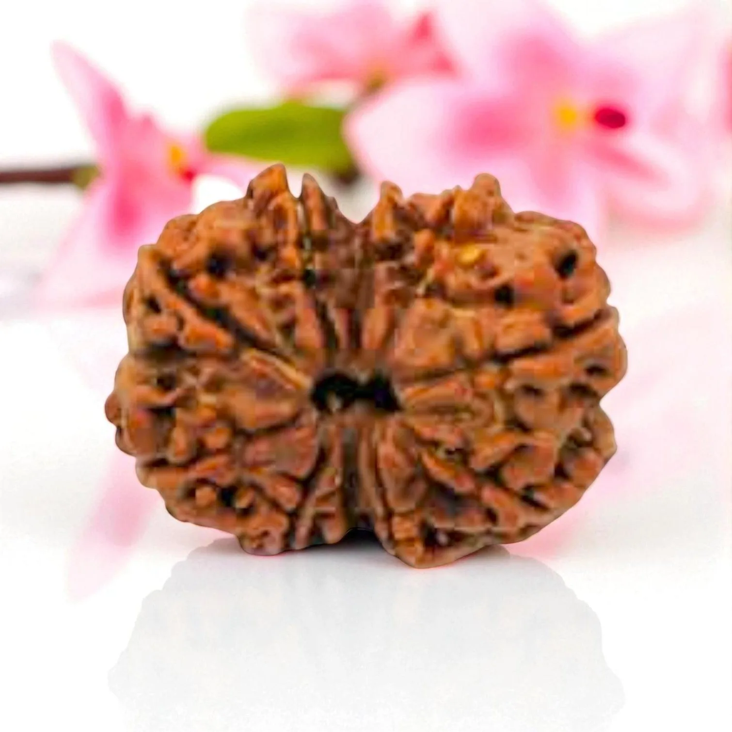 Natural 10 Mukhi Rudraksha