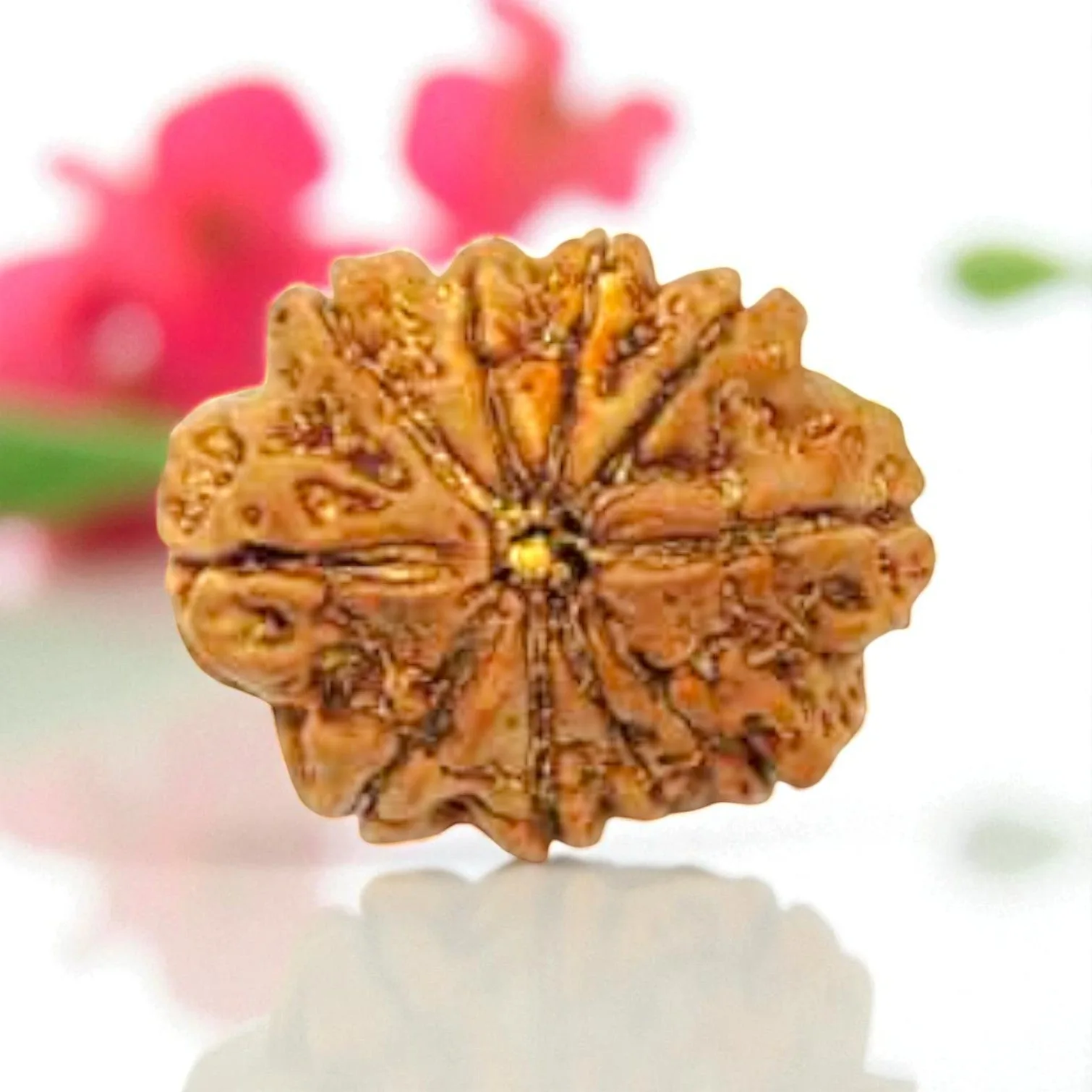 Natural 10 Mukhi Rudraksha