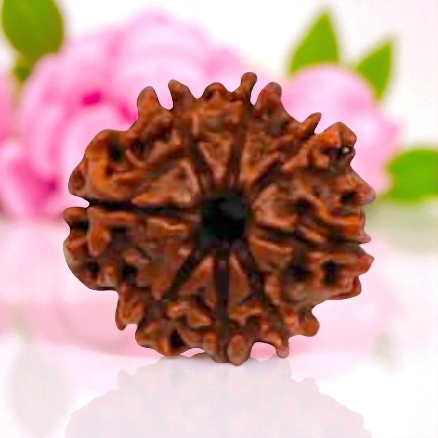 Natural 8 Mukhi Rudraksha
