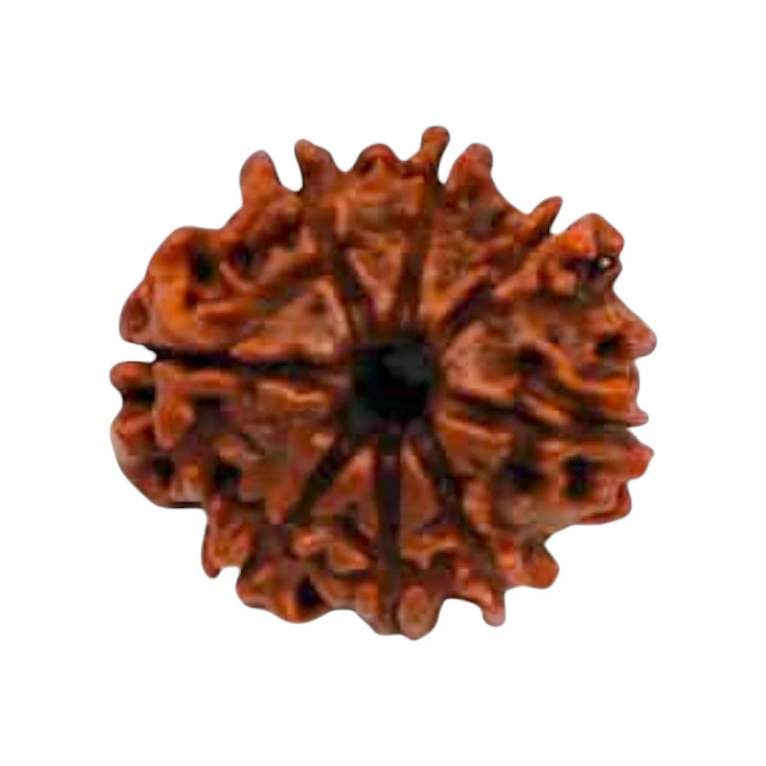 Natural 8 Mukhi Rudraksha