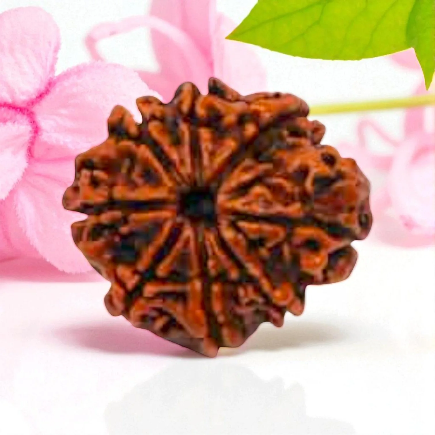 Natural 8 Mukhi Rudraksha