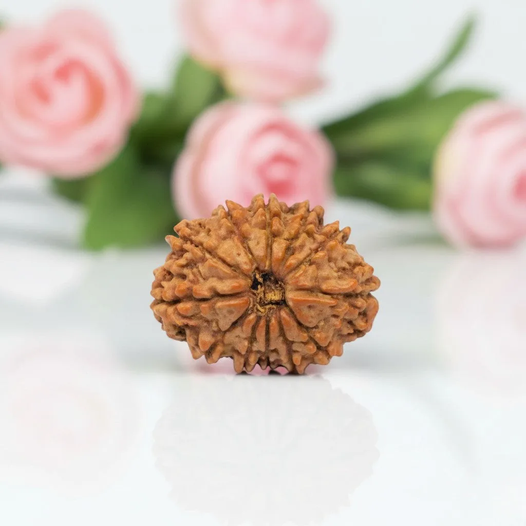 Natural 12 Mukhi Rudraksha