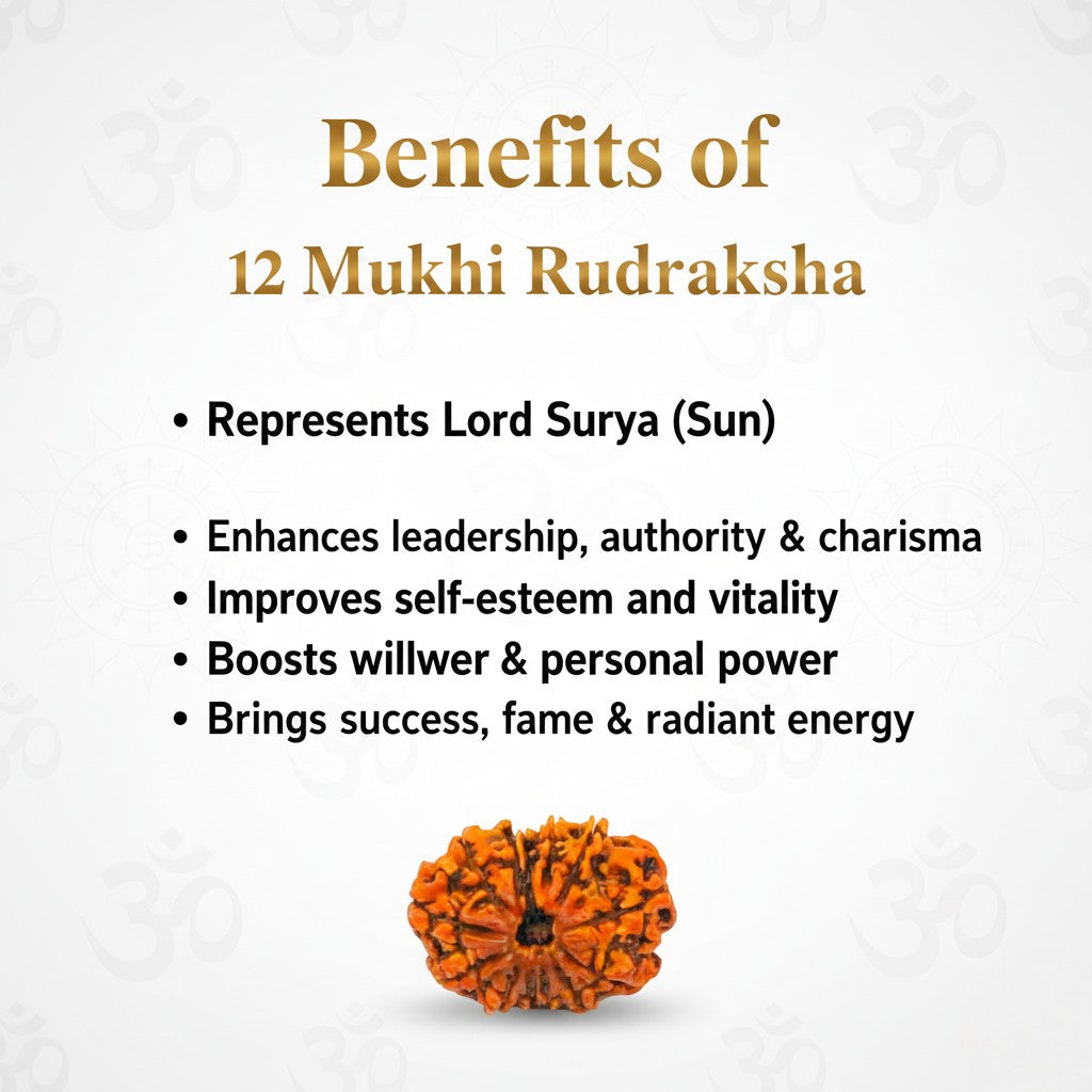 Natural 12 Mukhi Rudraksha