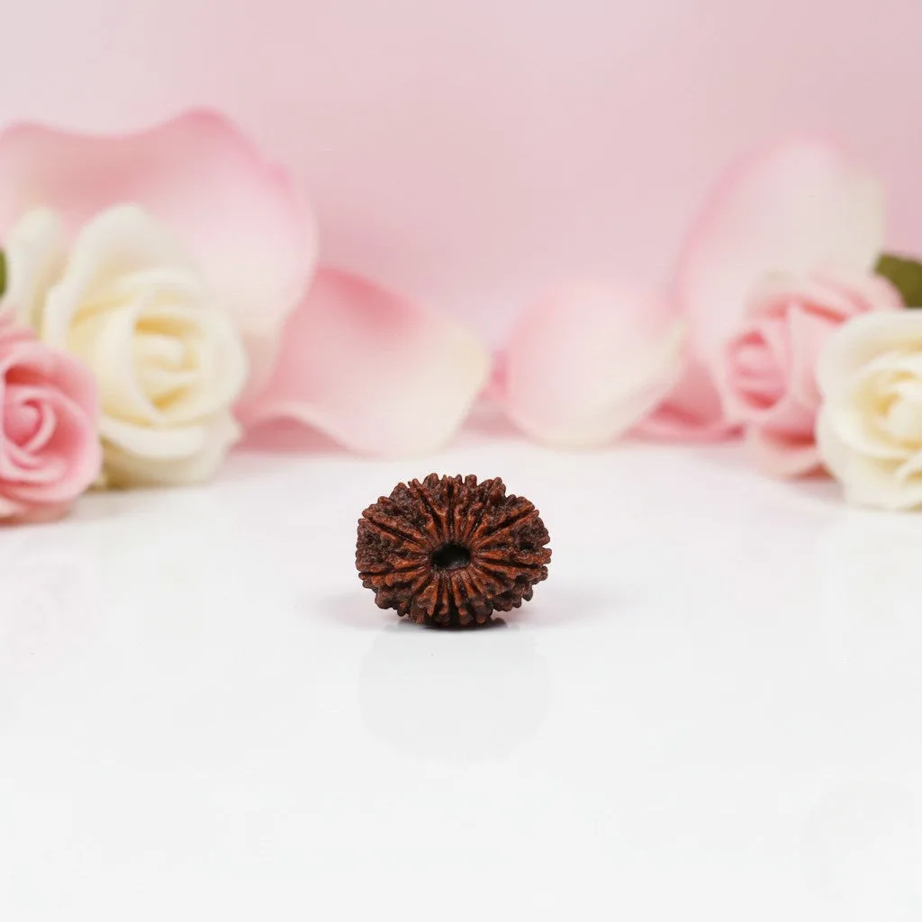 Natural 13 Mukhi Rudraksha