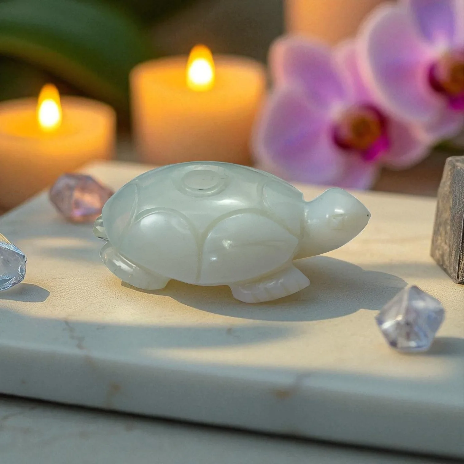 Opolite Turtle