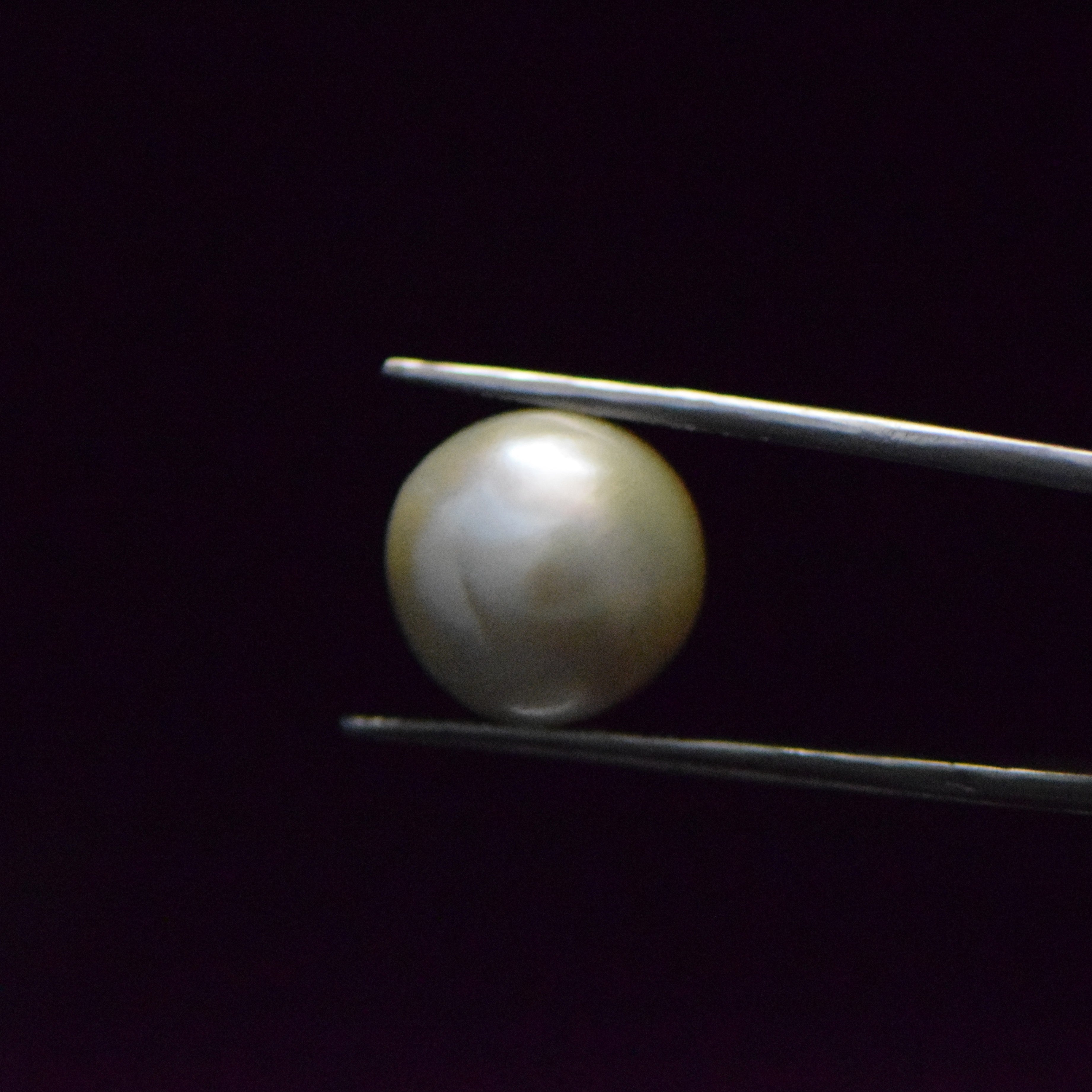 Fresh Water Pearl - 14.54 Carat