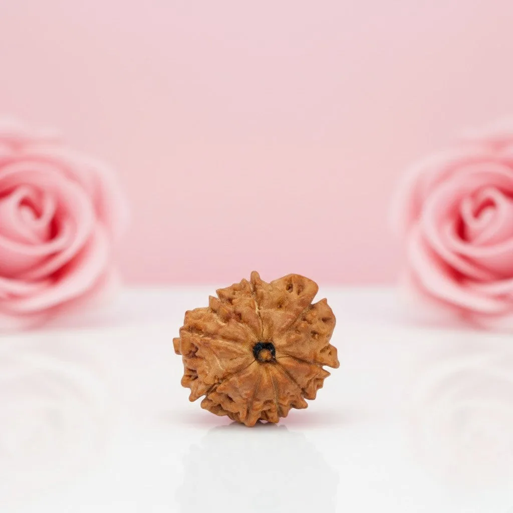 Natural 9 Mukhi Rudraksha Beads
