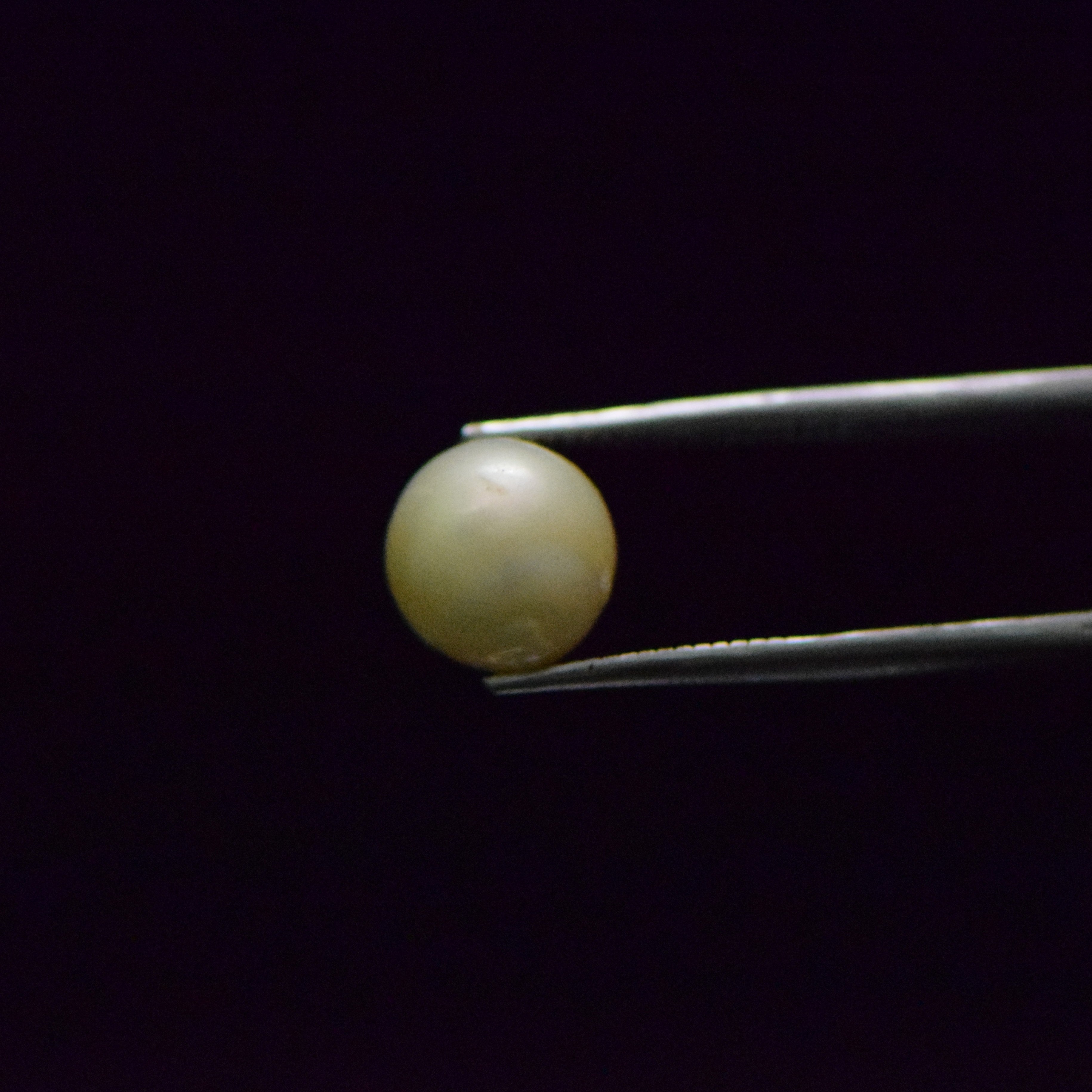 South Sea Pearl - 7.37 Carat