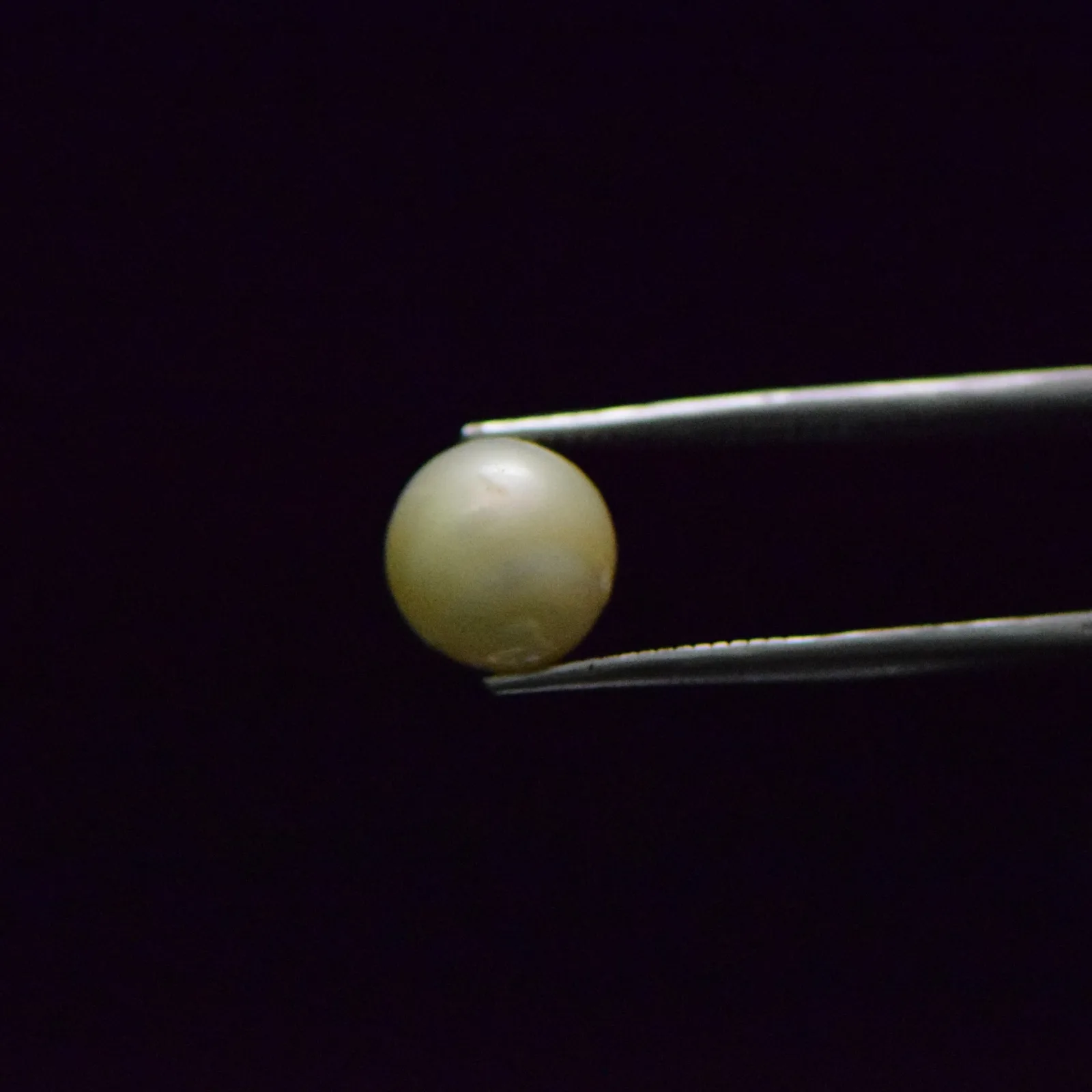 South Sea Pearl - 7.37 Carat