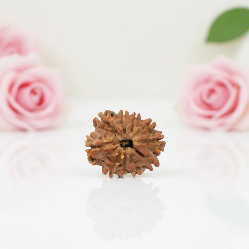Natural 10 Mukhi Rudraksha Bead