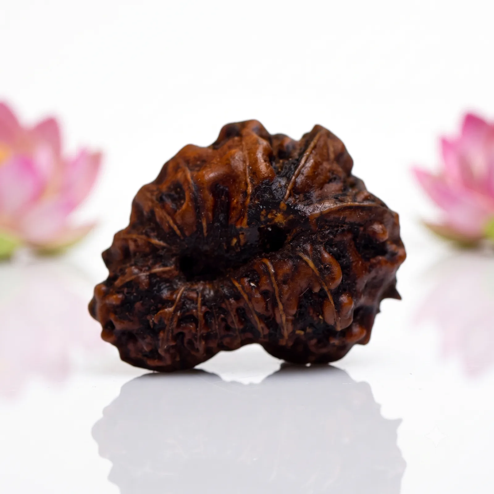 Natural 14 Mukhi Rudraksha Beads