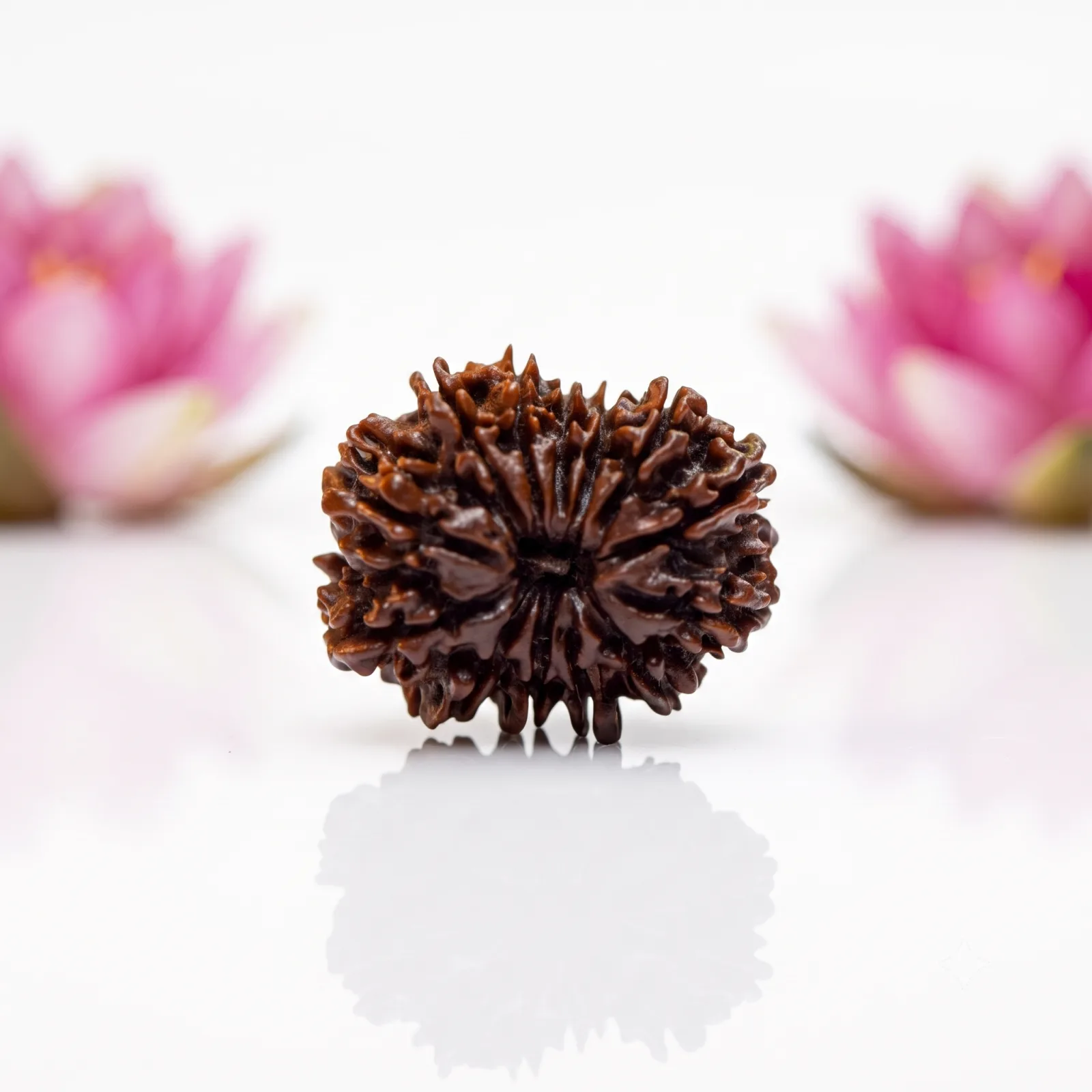 Natural 13 Mukhi Rudraksha Bead